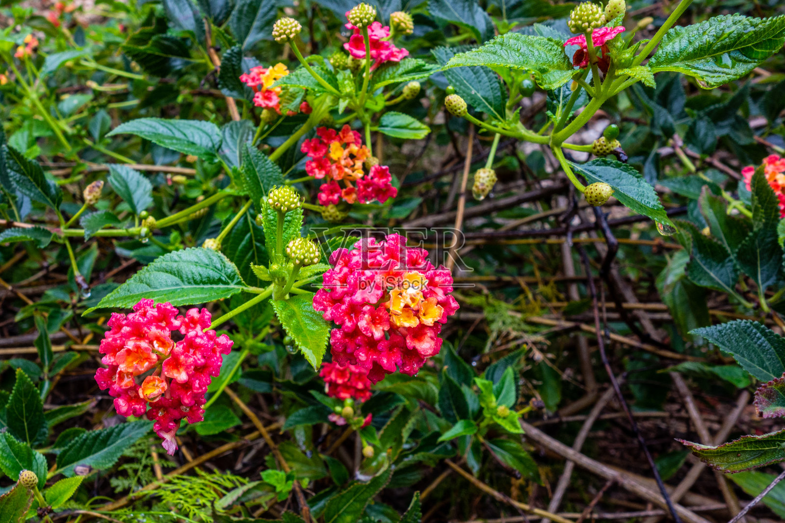 雨中的喇叭藤攀爬者特写(Campsis radicans)照片摄影图片