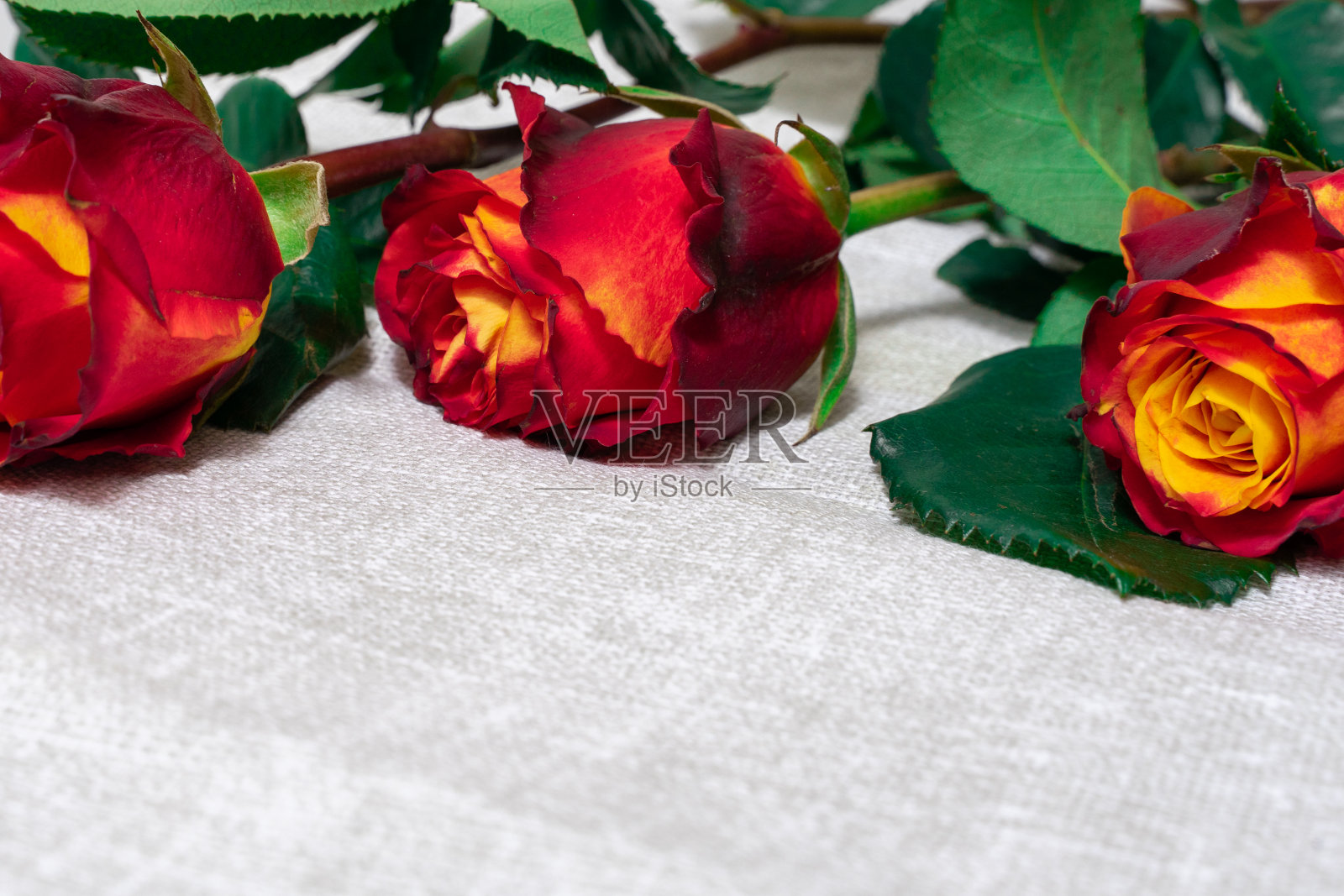 清新的红玫瑰在织物的复古背景照片摄影图片