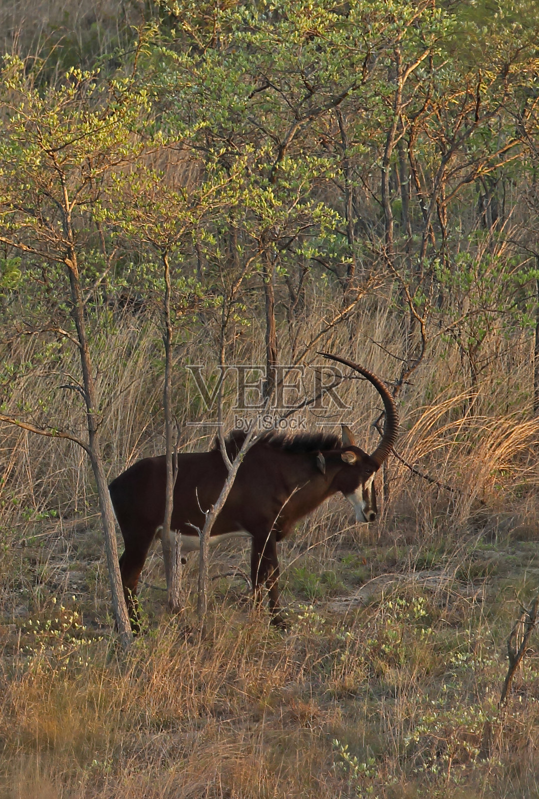 南部紫貂羚羊照片摄影图片