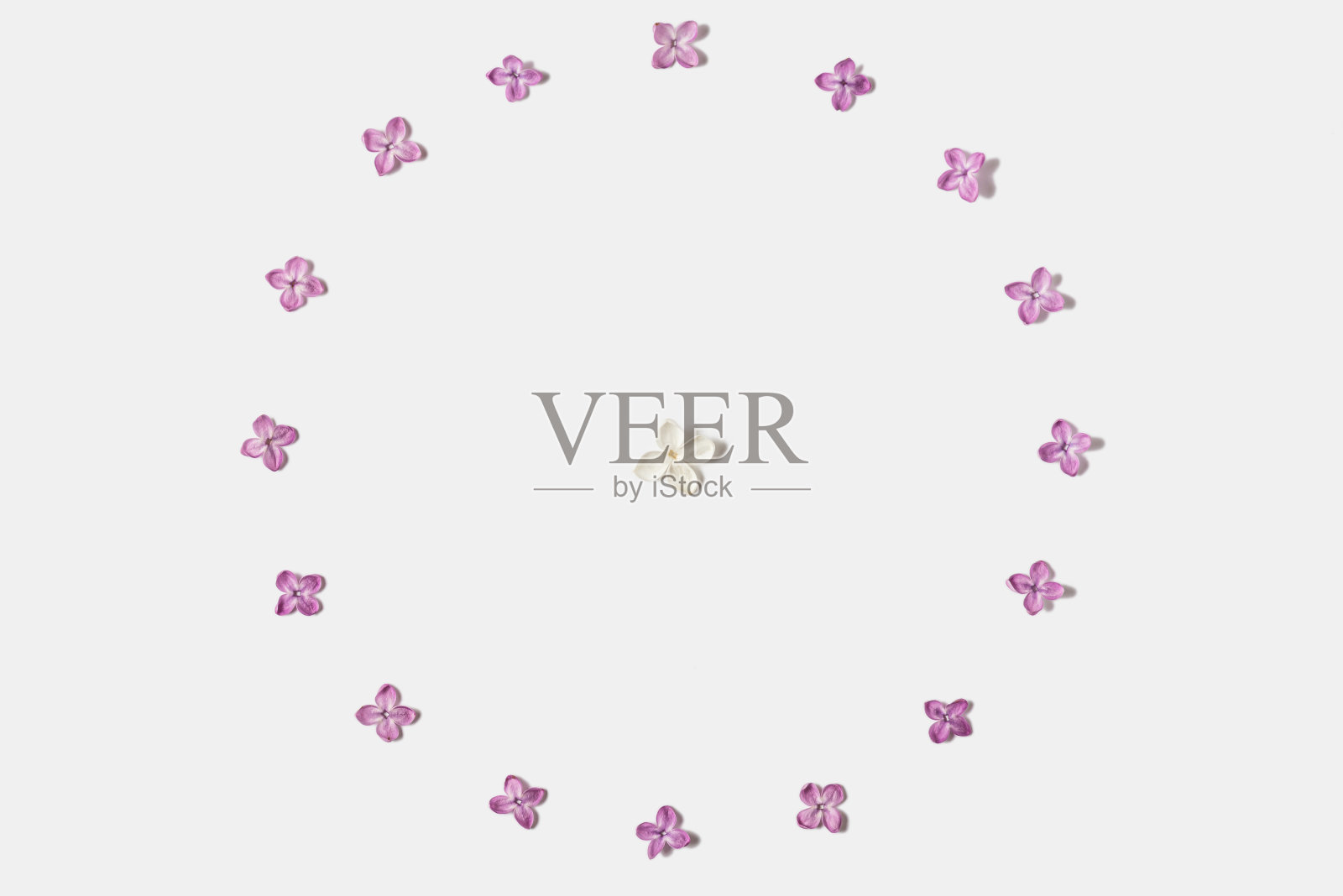 由白色背景上孤立的春天丁香花制成的框架。花组成。平的。俯视图照片摄影图片