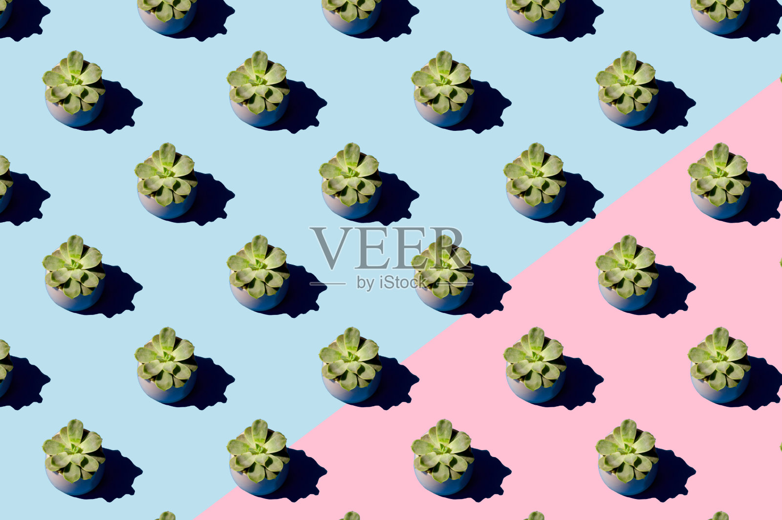 在蓝色和粉红色的背景上的花盆多肉的图案。最小的概念。照片摄影图片