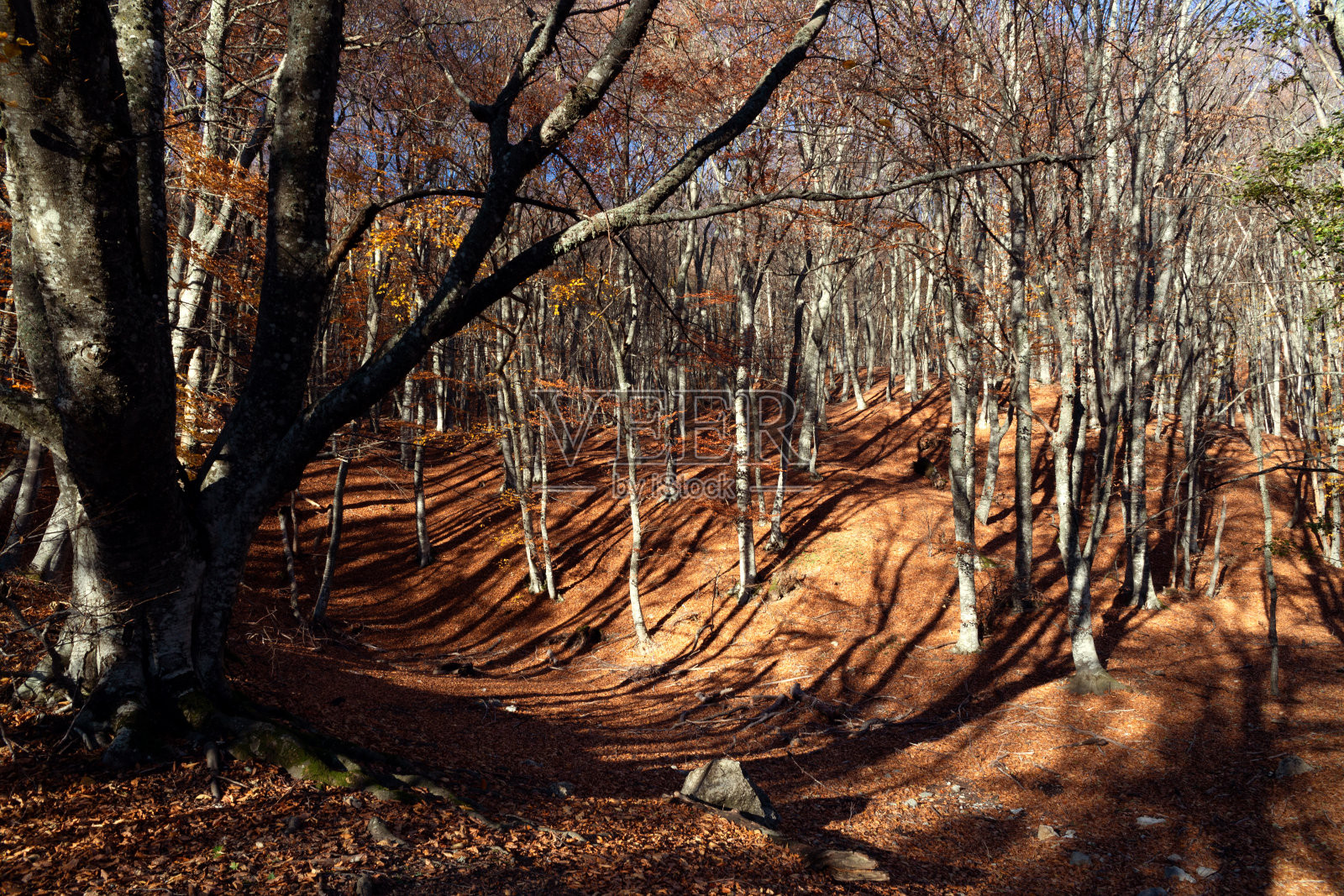 秋天的风景在山毛榉林中在夕阳的照射下。照片摄影图片