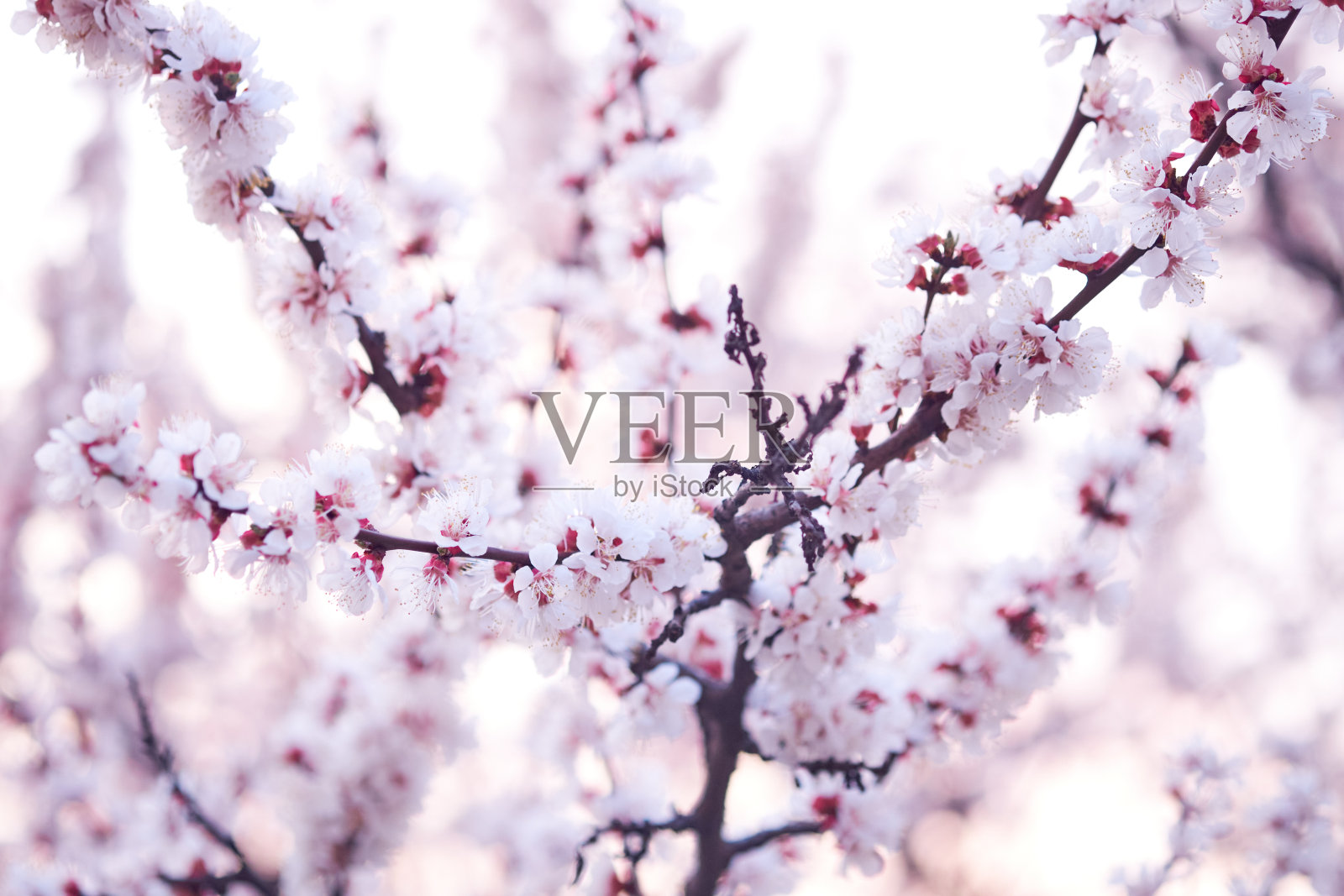 开花果树的树枝。春天在花园里盛开照片摄影图片