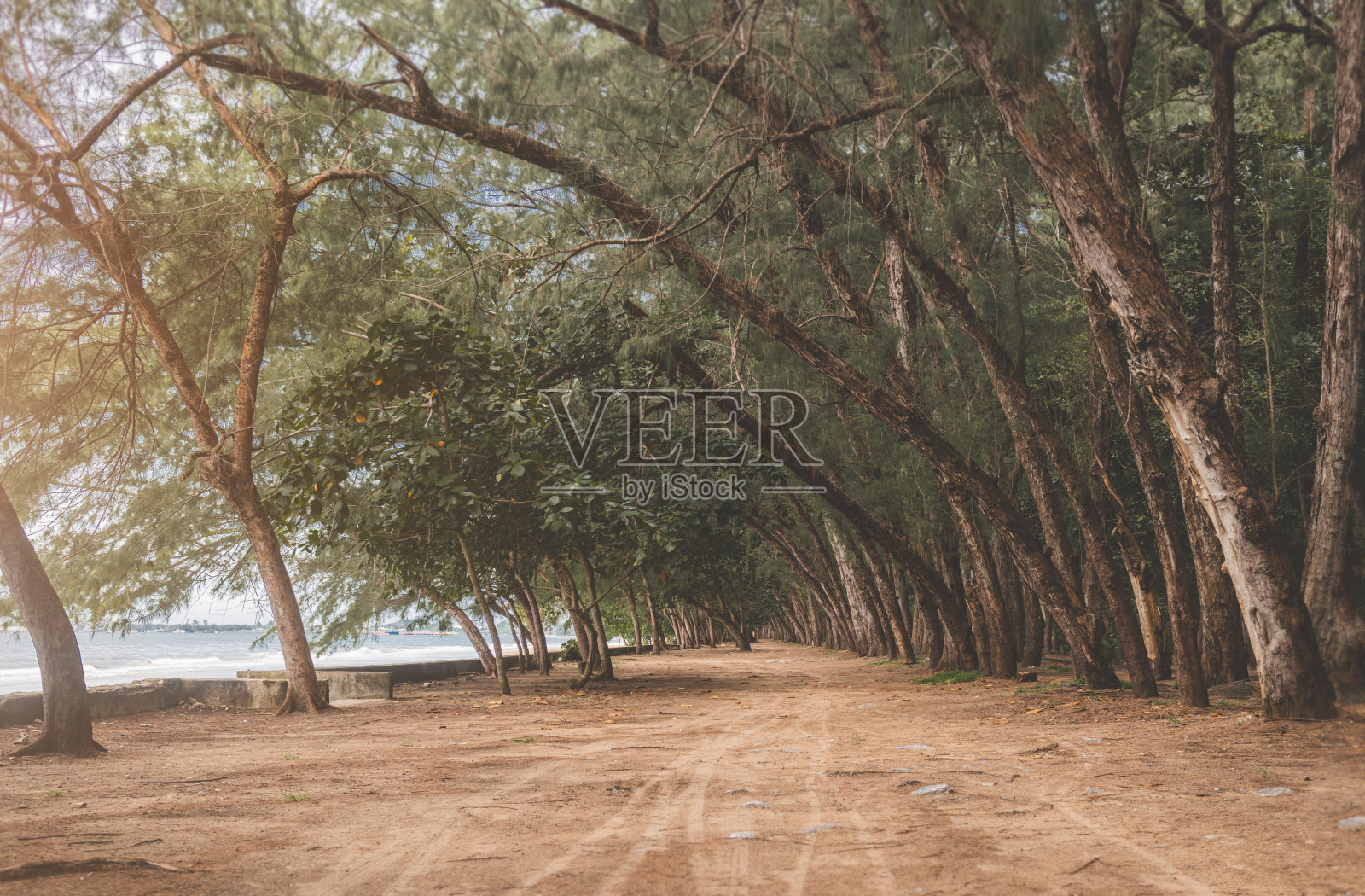 松树和地面街道景观。照片摄影图片