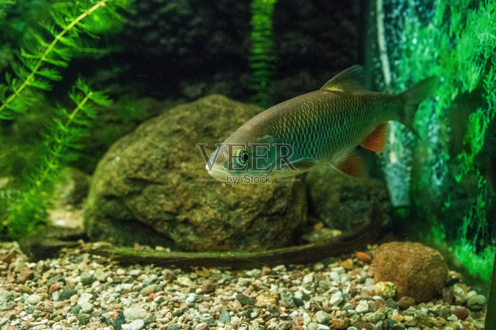 五颜六色的水族箱，展示着不同颜色的鱼在游泳照片摄影图片