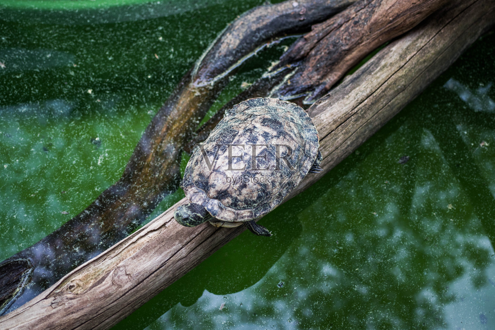 五颜六色的水族箱，展示着不同颜色的鱼在游泳照片摄影图片