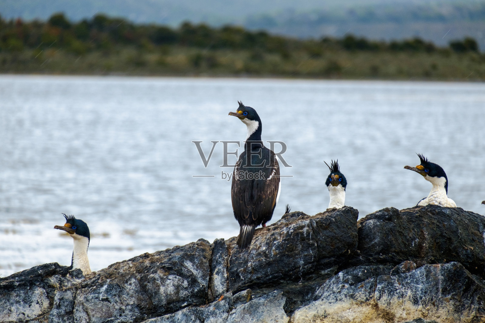 石岛上的皇家乱发照片摄影图片