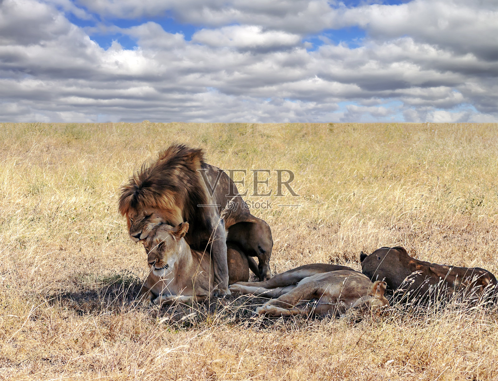 狮子在非洲照片摄影图片