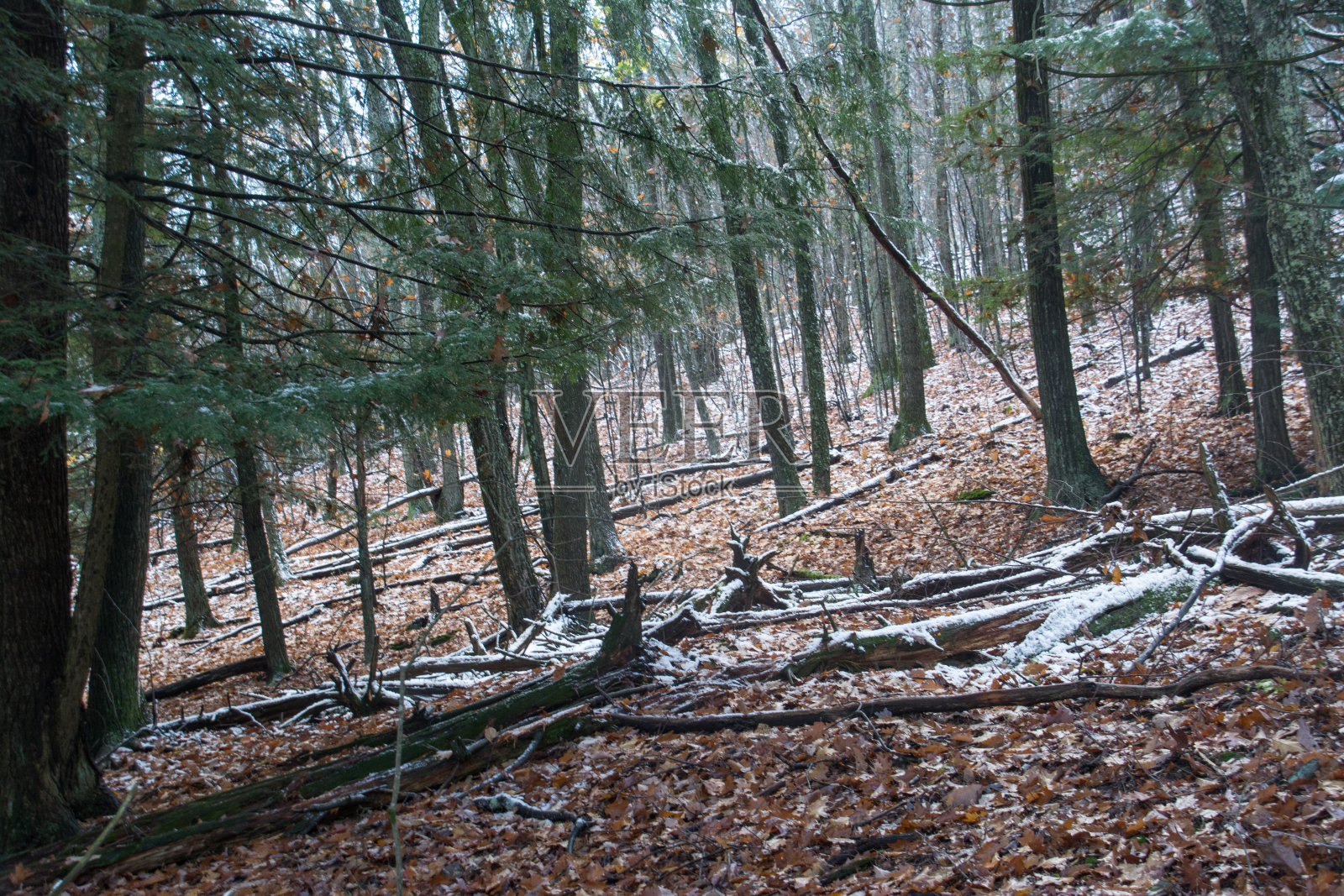 松林和云杉林，有一层薄薄的雪照片摄影图片