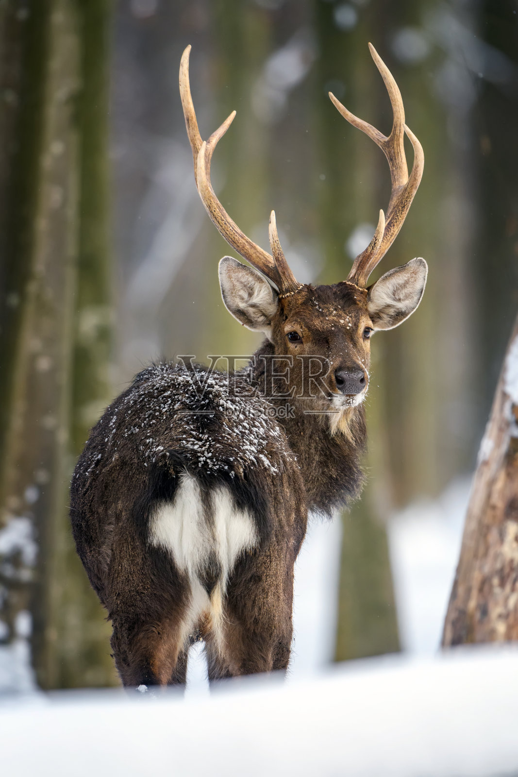 狍在冬天的森林里。自然栖息地的动物照片摄影图片