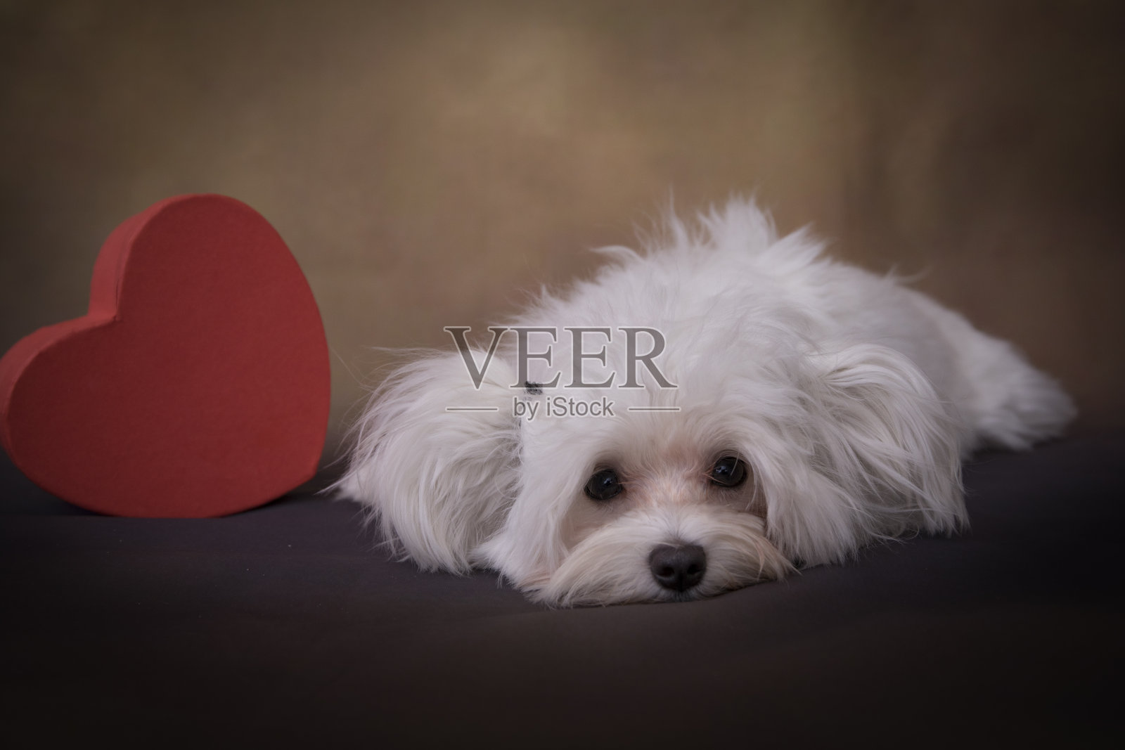 情人节白色马尔济斯幼犬照片摄影图片