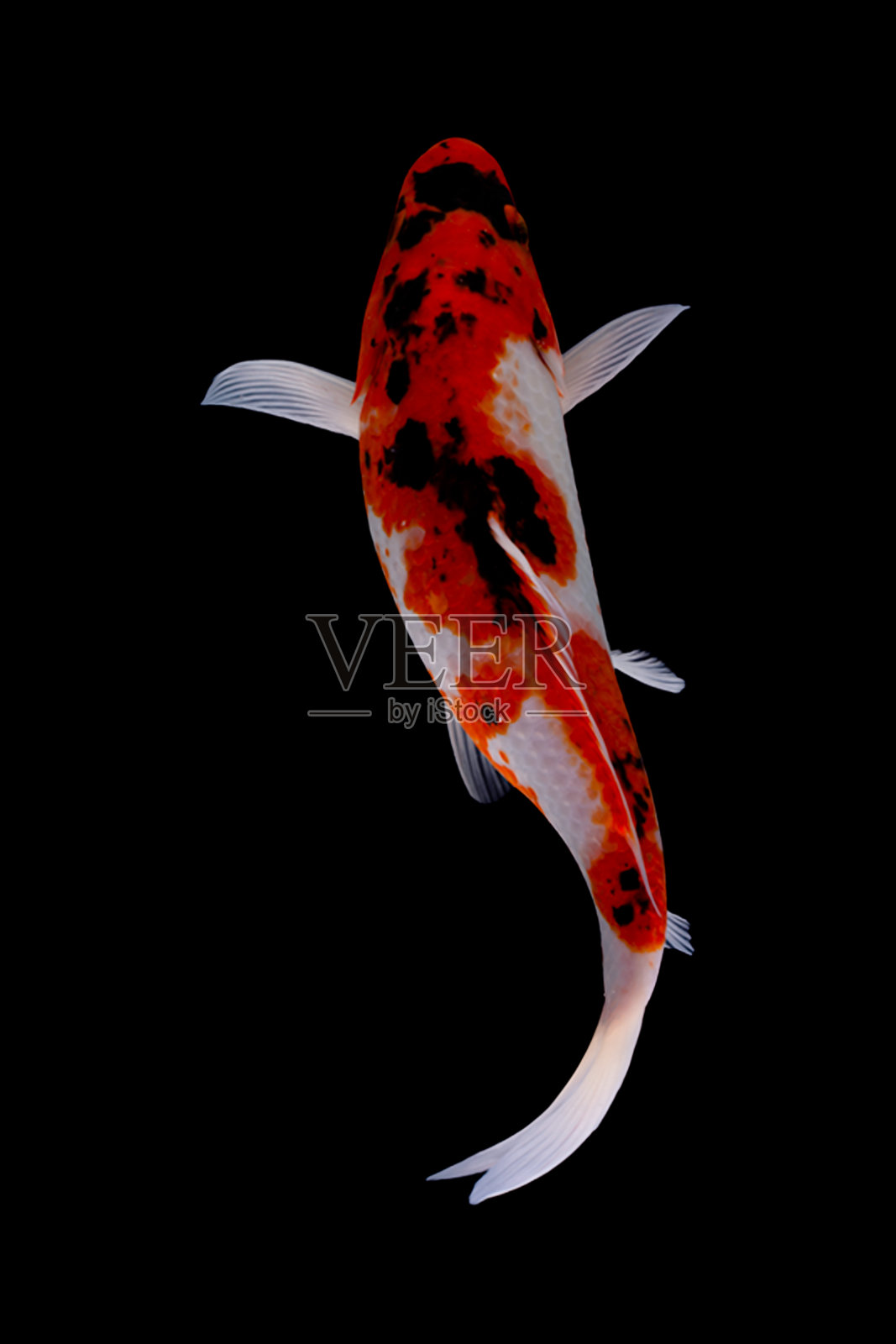 锦鲤照片摄影图片