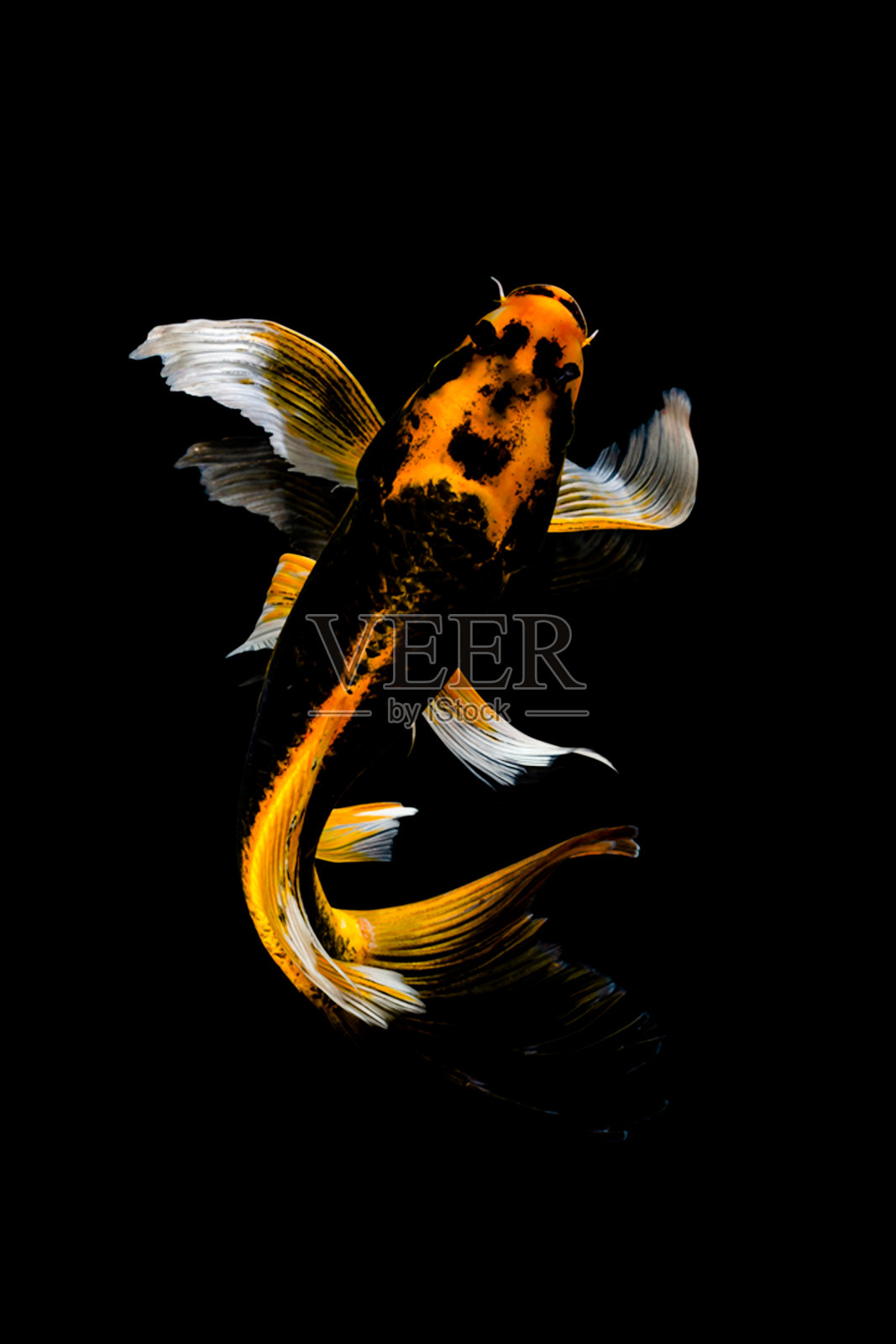 锦鲤照片摄影图片