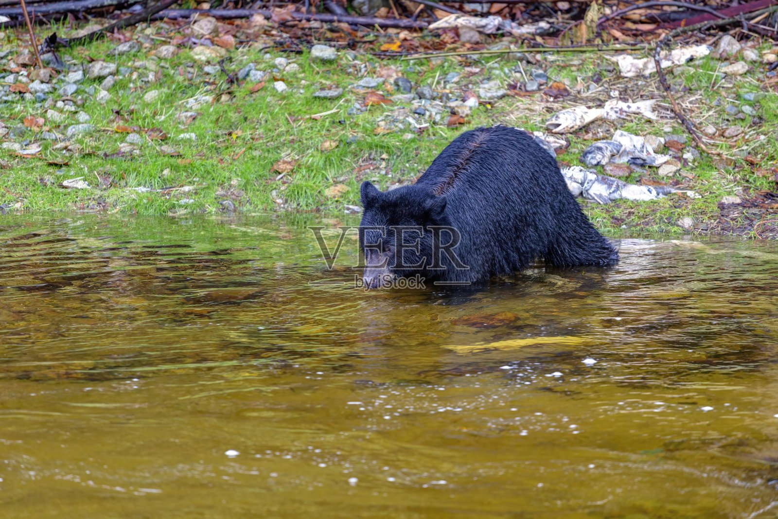 在小溪中捕鱼的美国黑熊照片摄影图片