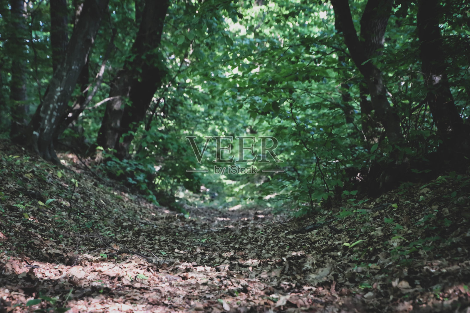 地上美丽的树叶覆盖着森林中的一条小路。照片摄影图片