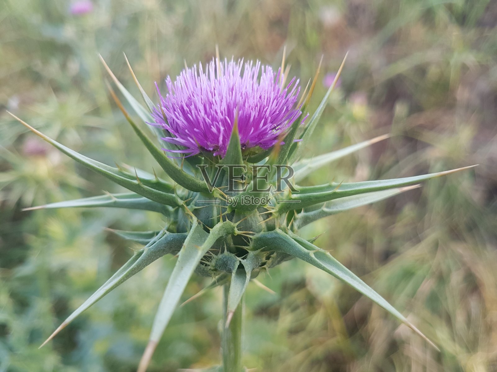 开伯尔普赫图恩赫瓦的季节花照片摄影图片