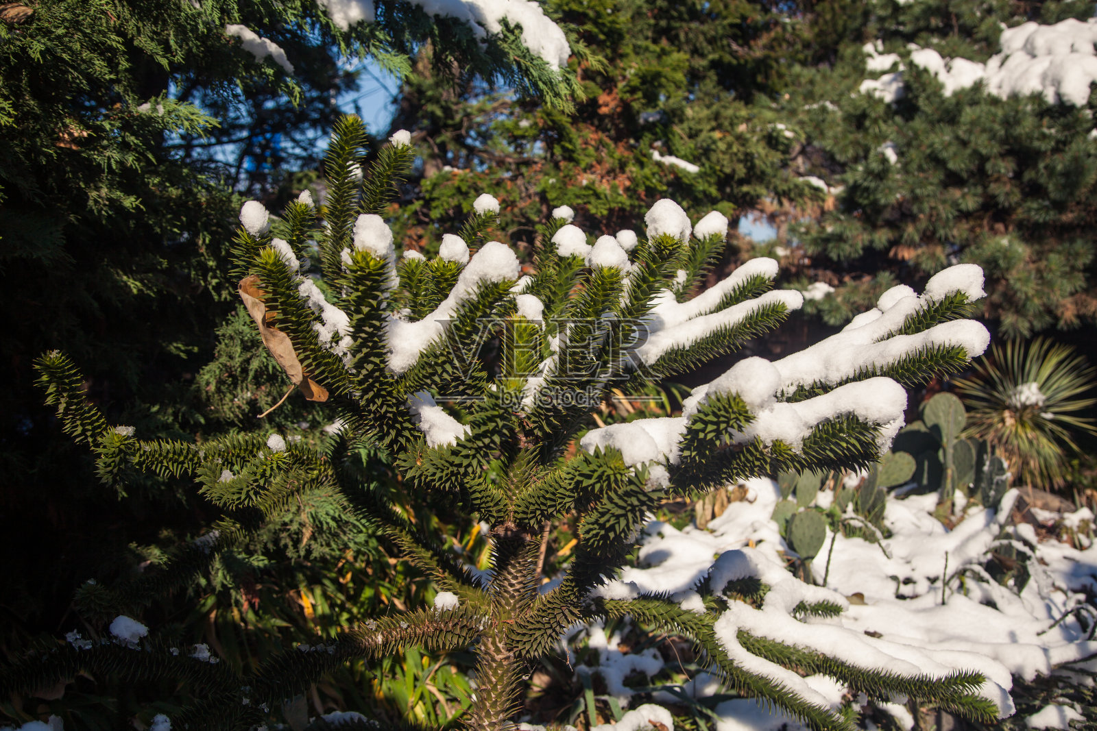 猴拼图树在冬天的一天覆盖着雪照片摄影图片