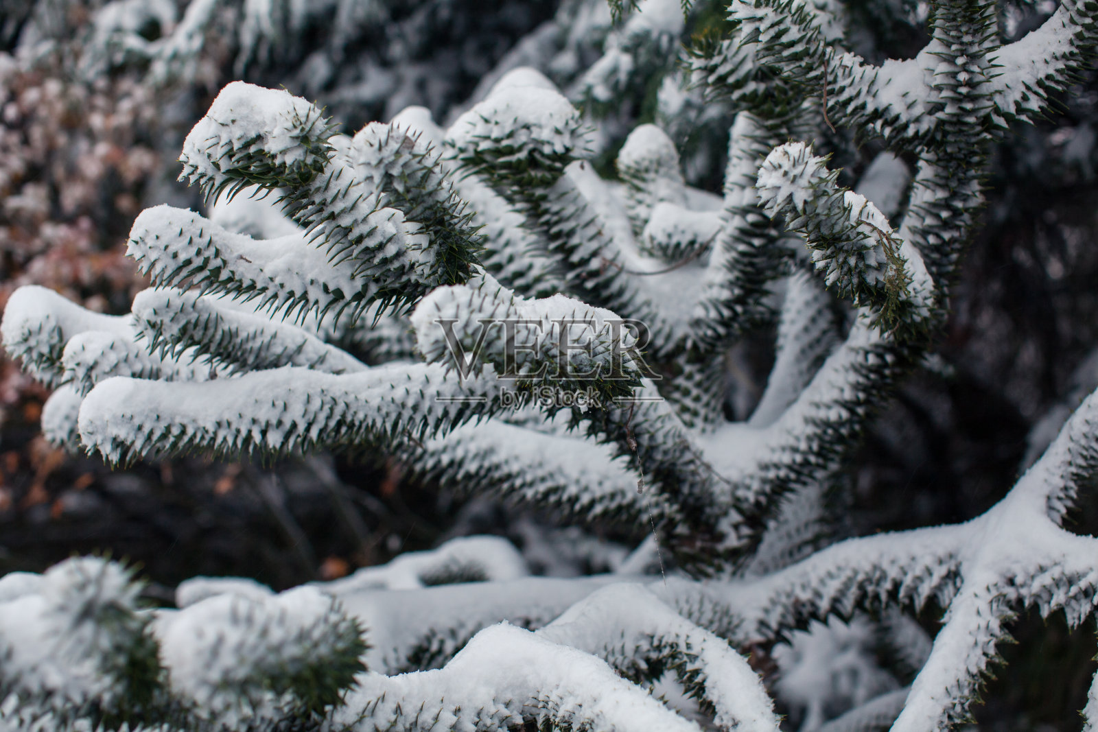 猴拼图树在一个冬天的一天被大雪覆盖后，一场强烈的暴风雪照片摄影图片