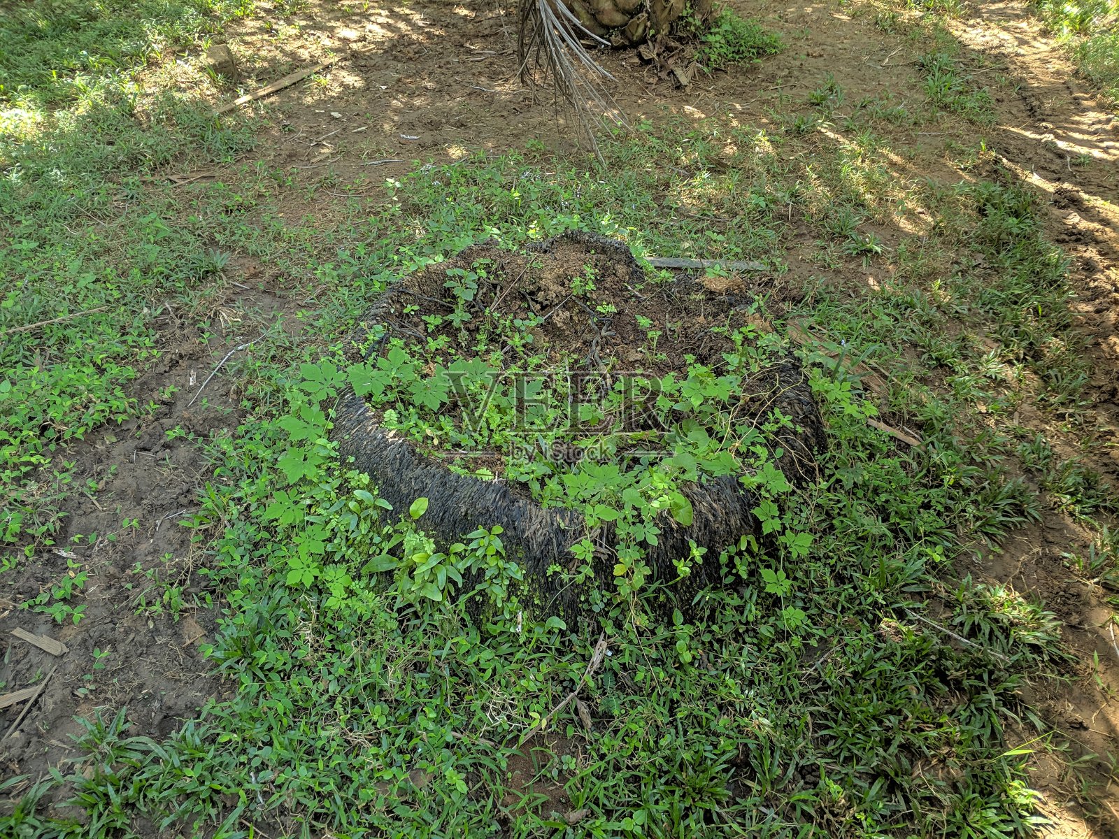 地上的棕榈油根照片摄影图片
