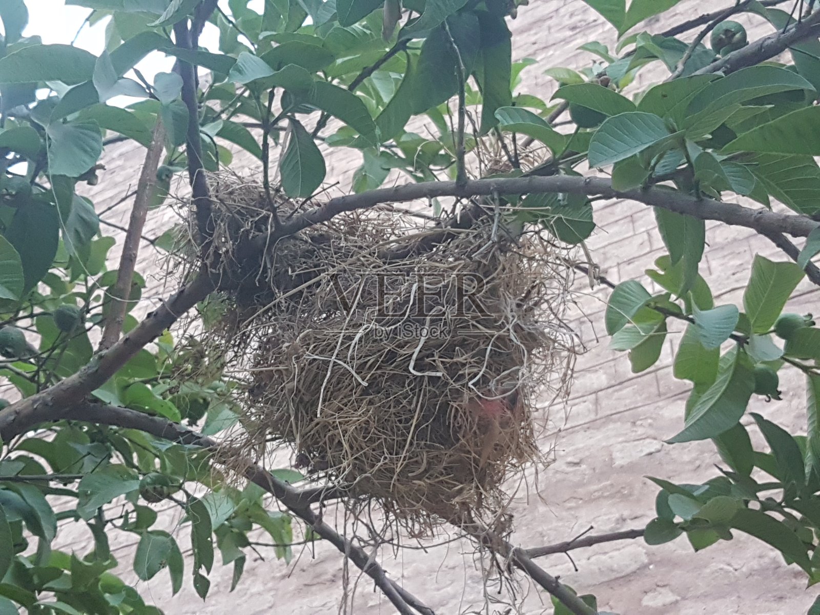 在树上筑巢照片摄影图片