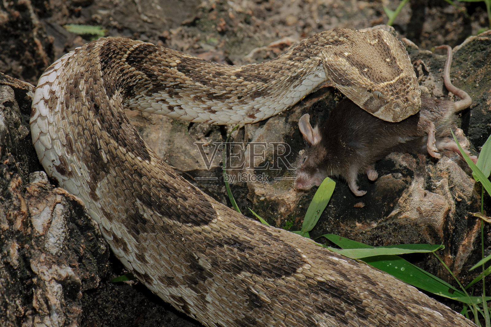 粉扑蛇正在吃老鼠照片摄影图片