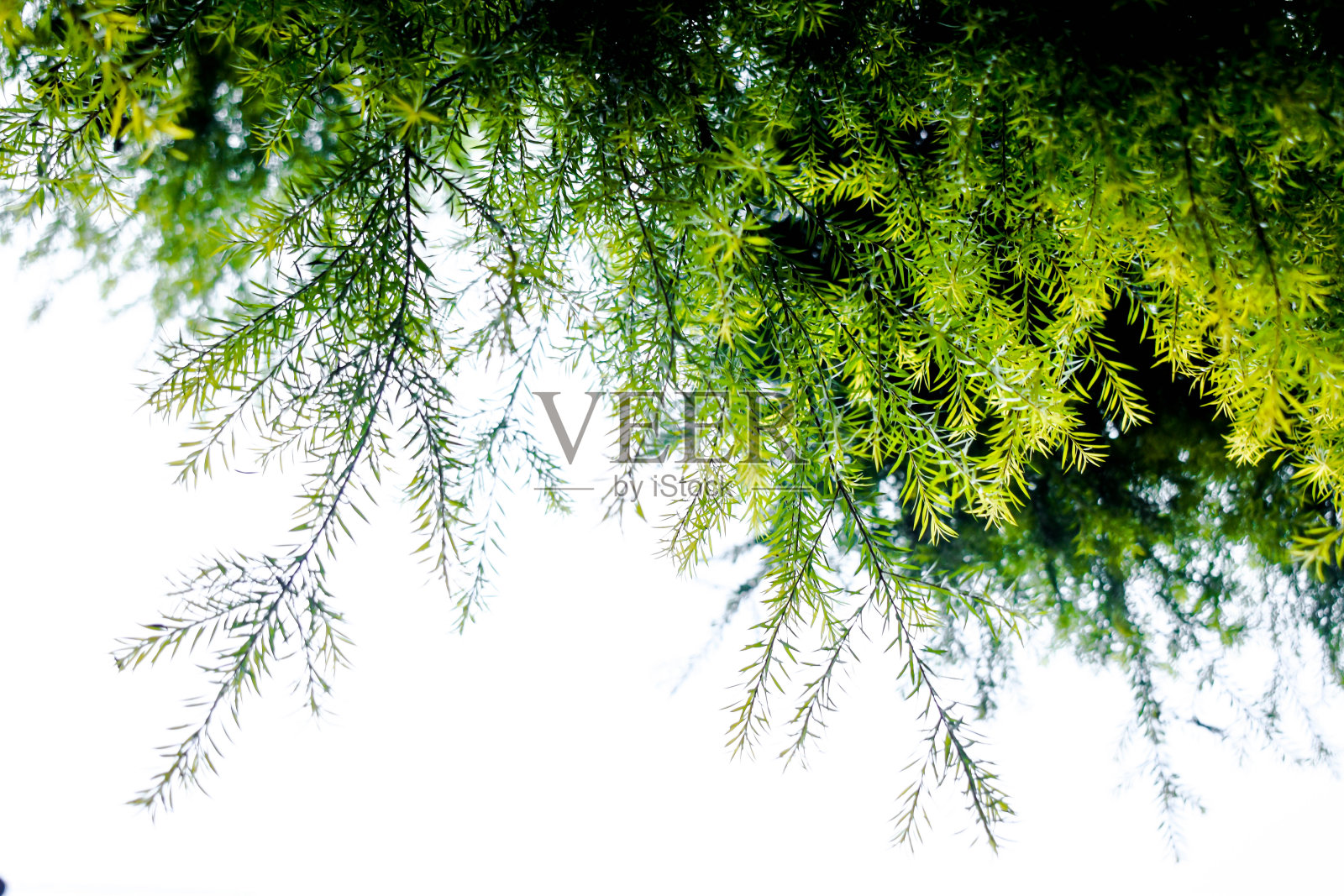 新鲜的绿色蕨类和白色背景的芦笋照片摄影图片