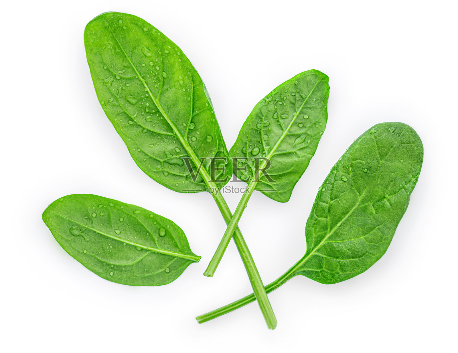 菠菜幼叶孤立在白色背景上。各种各样的菠菜宏。前视图。平的。“n照片摄影图片