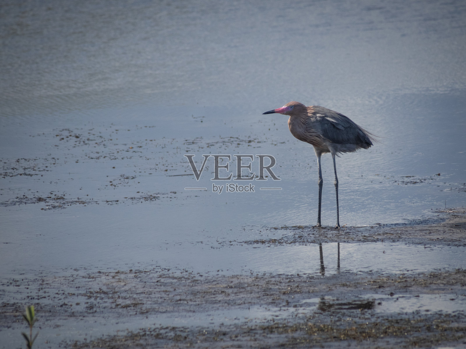 美丽的红白鹭在水中照片摄影图片