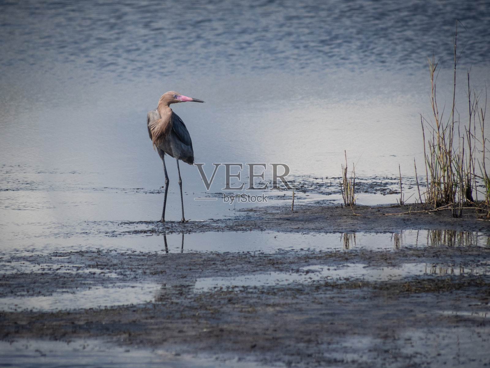 美丽的红白鹭在水中照片摄影图片
