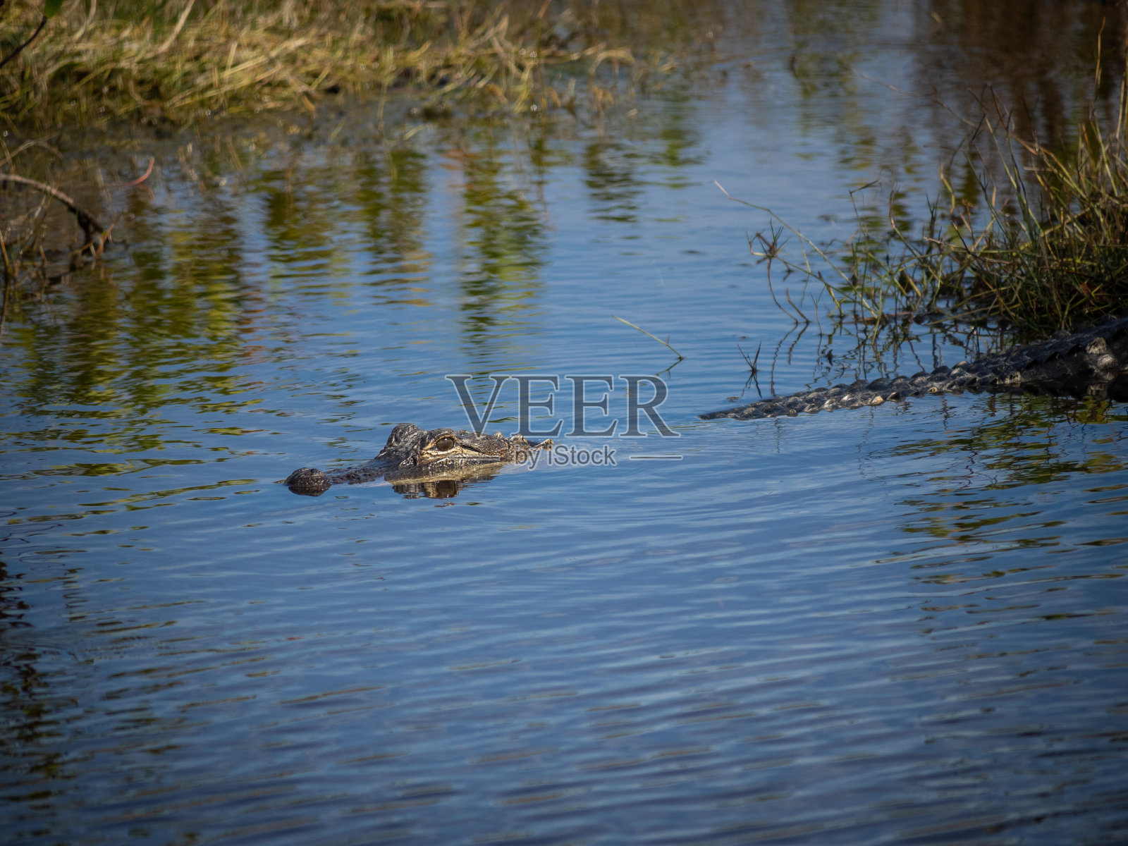 水中美洲鳄照片摄影图片