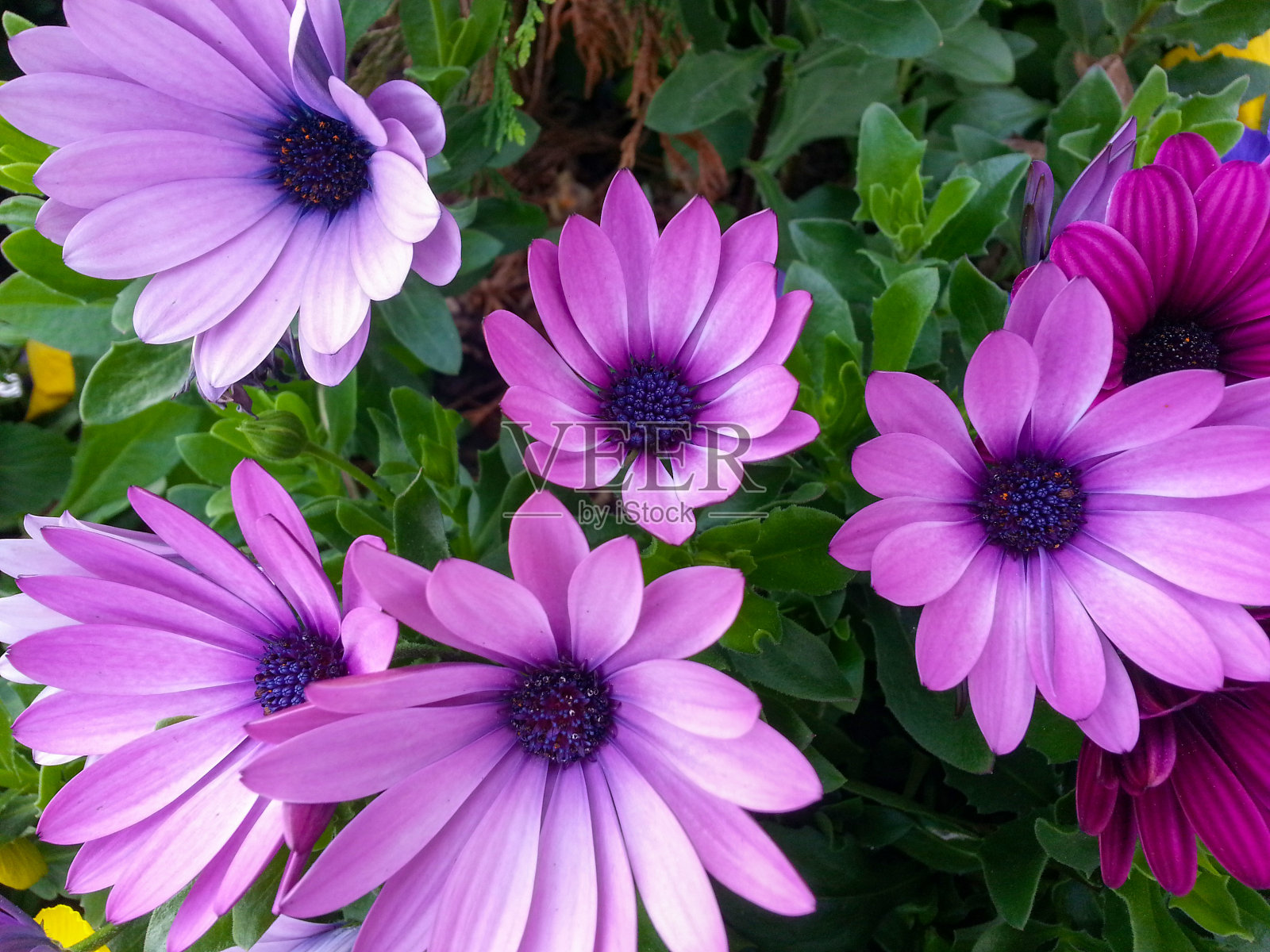 非洲雏菊照片摄影图片