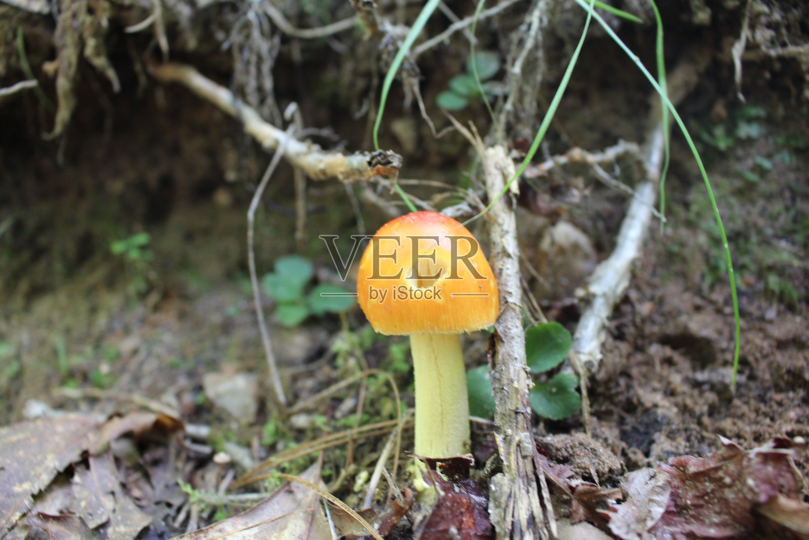 蘑菇照片摄影图片