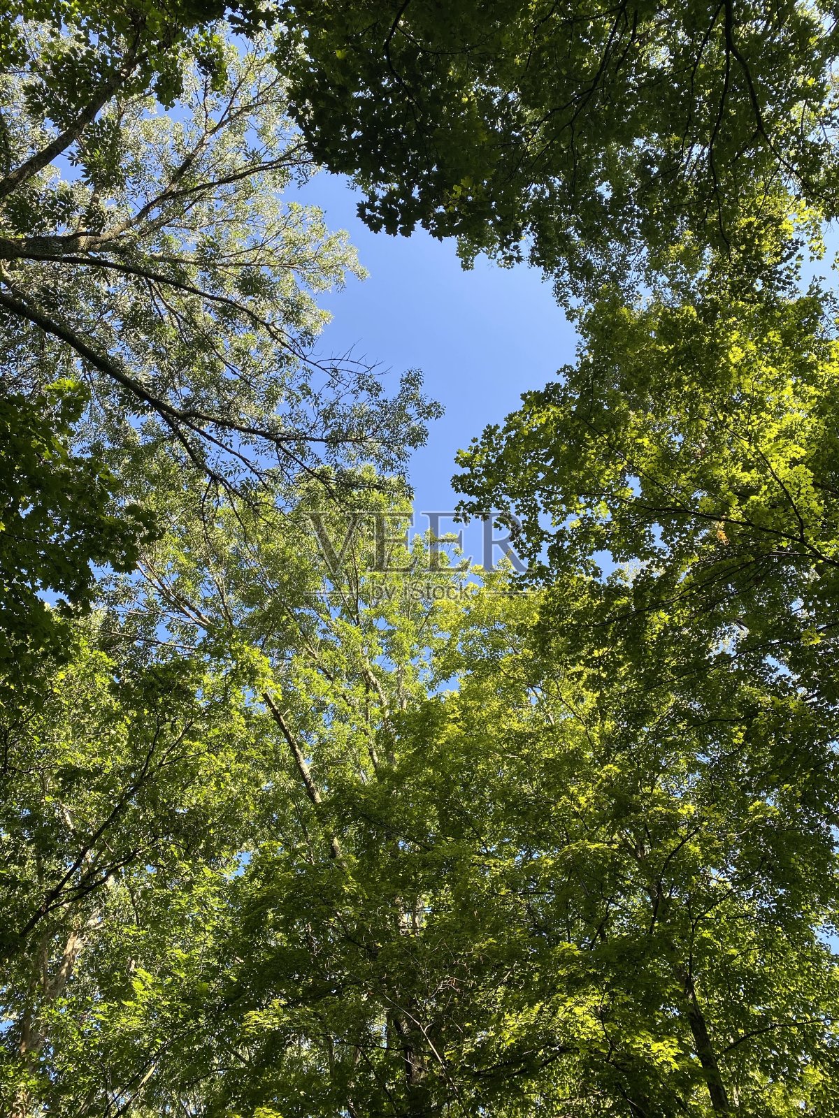 肯塔基州蓝天的树冠照片摄影图片