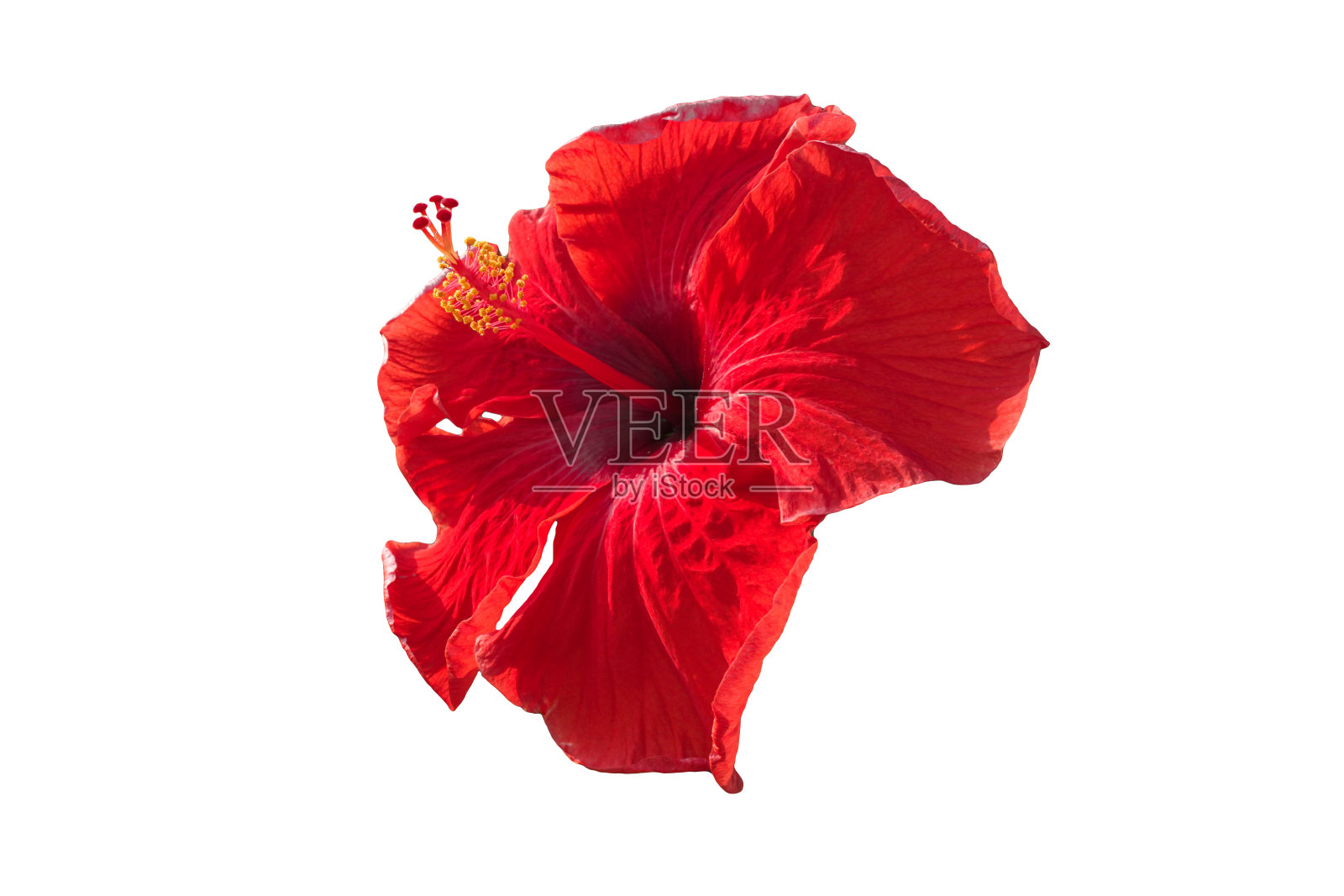 红色的木槿花孤立在白色上。照片摄影图片