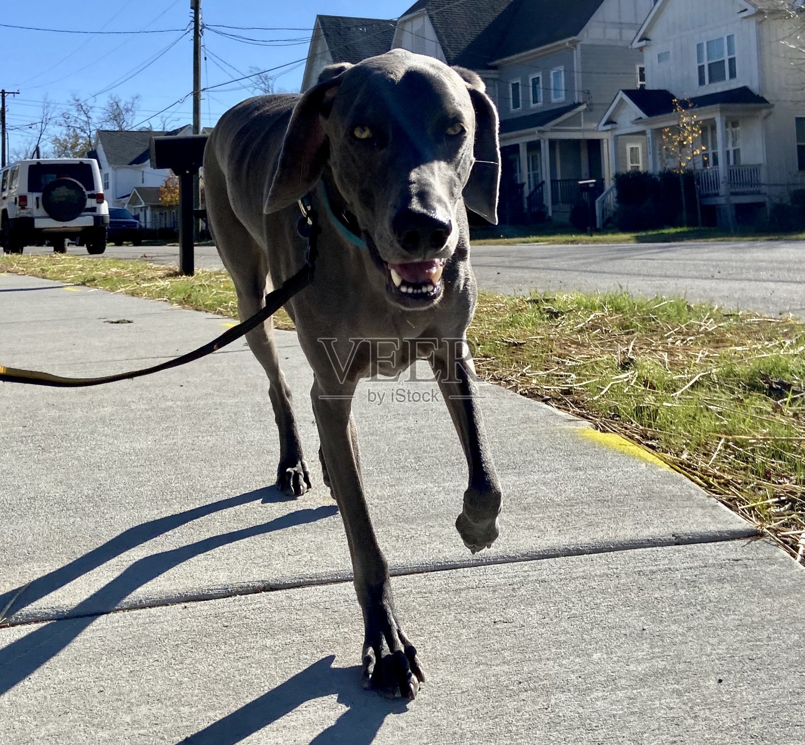 快乐的魏玛拉纳在散步照片摄影图片