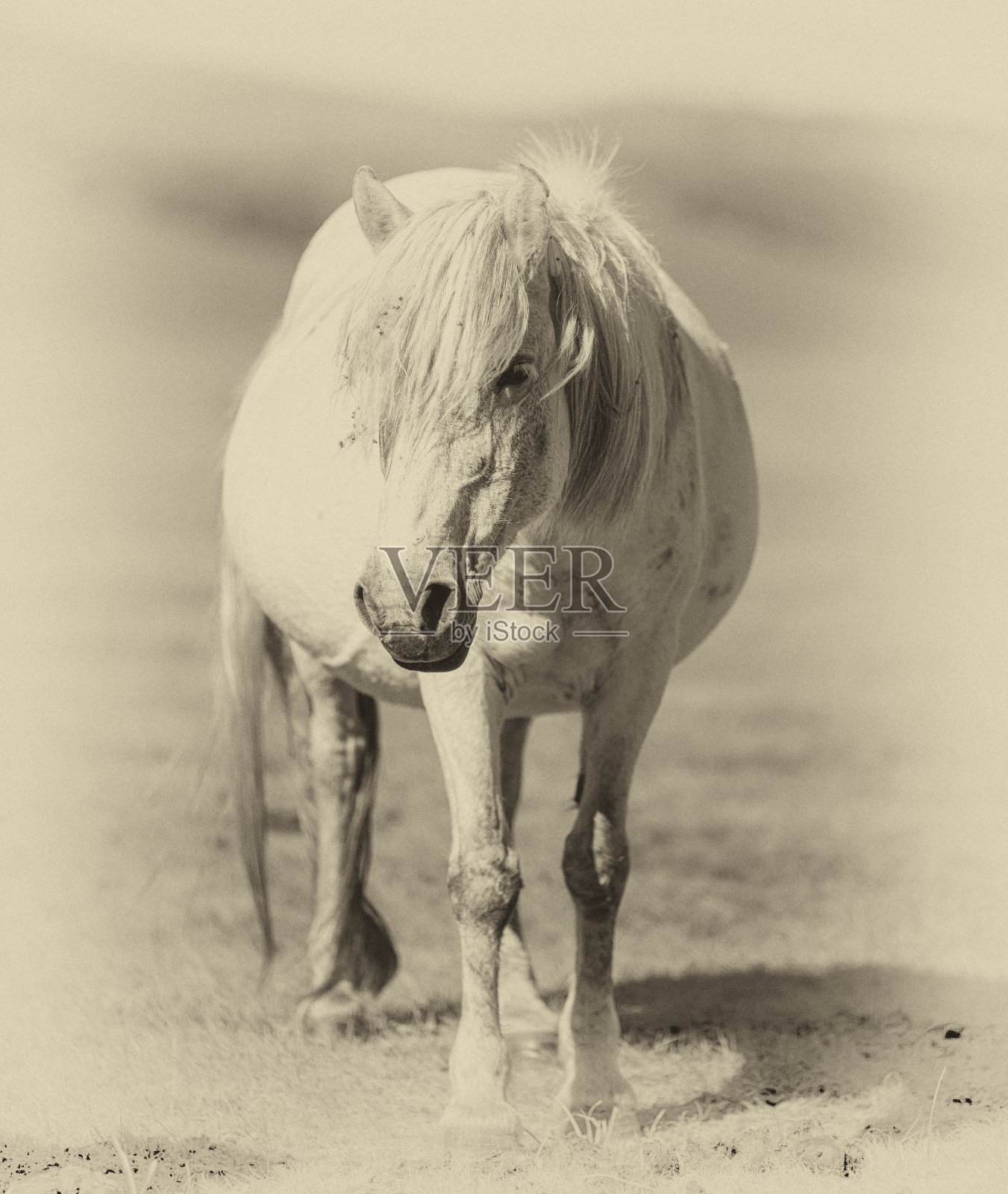 蒙古马照片摄影图片
