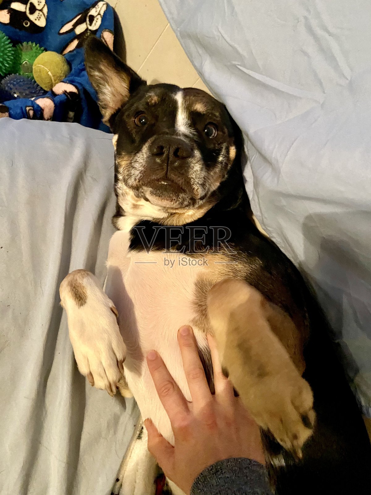 快乐的狗狗正在接受腹部按摩照片摄影图片