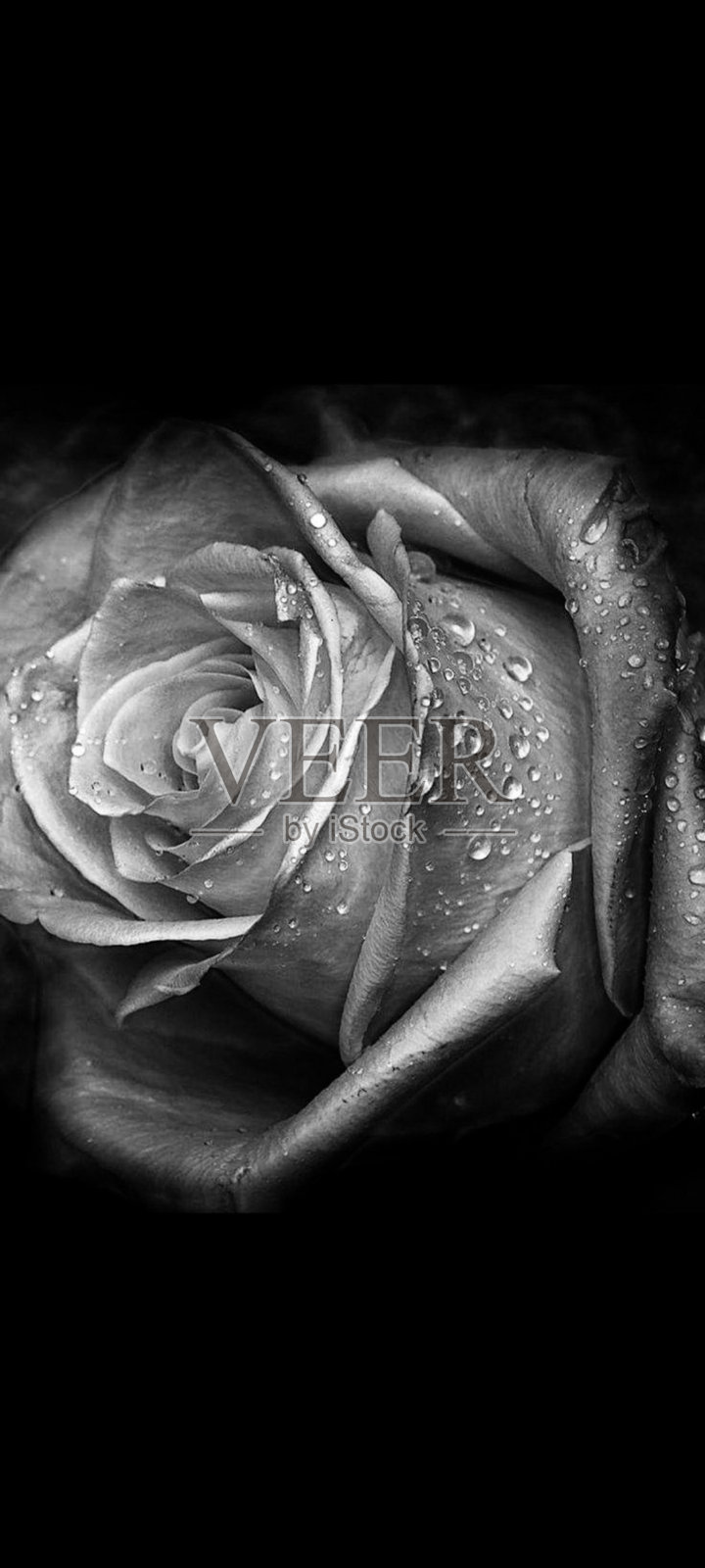 玫瑰浸湿了黑白照片摄影图片