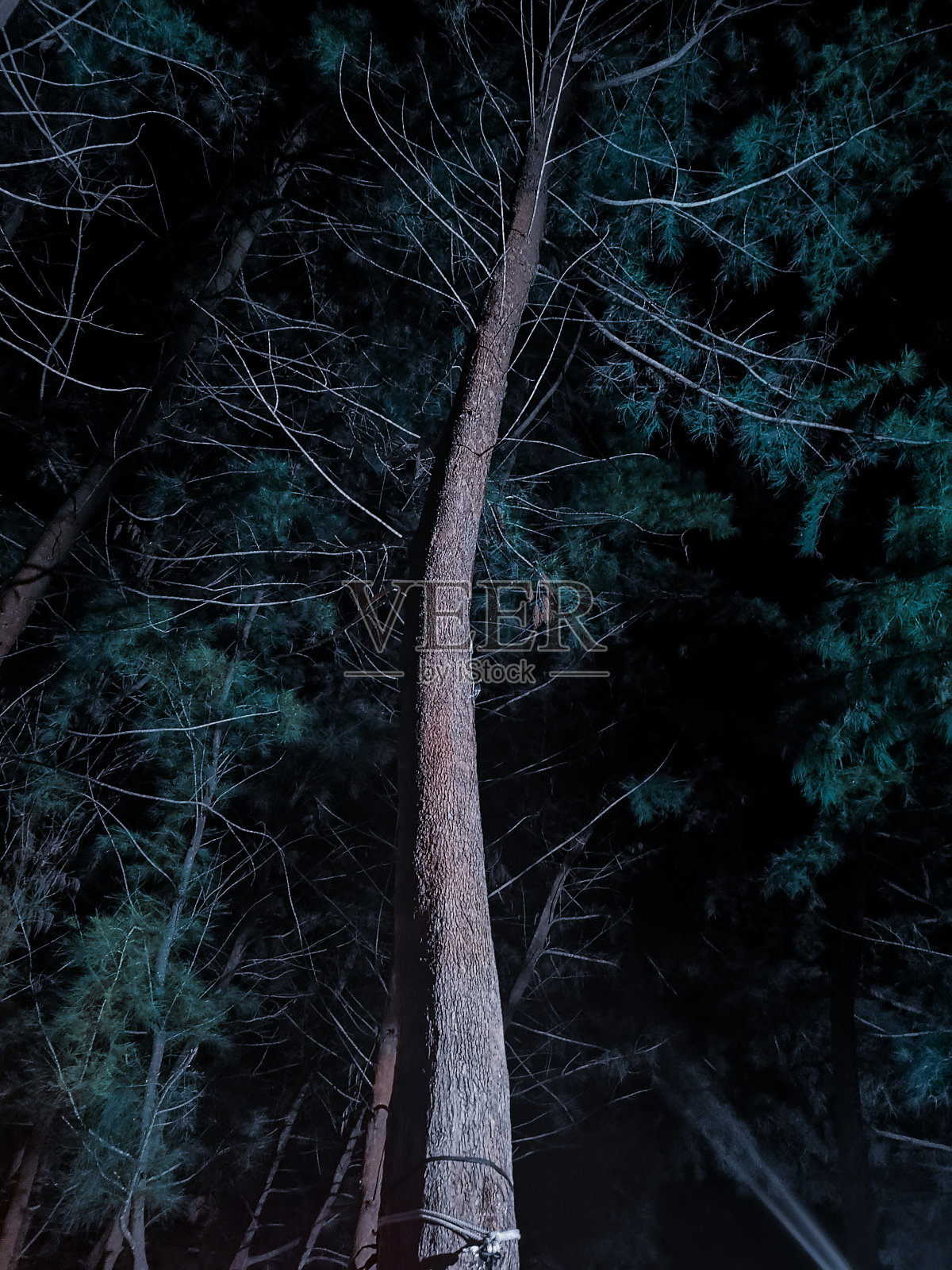 松林照片摄影图片