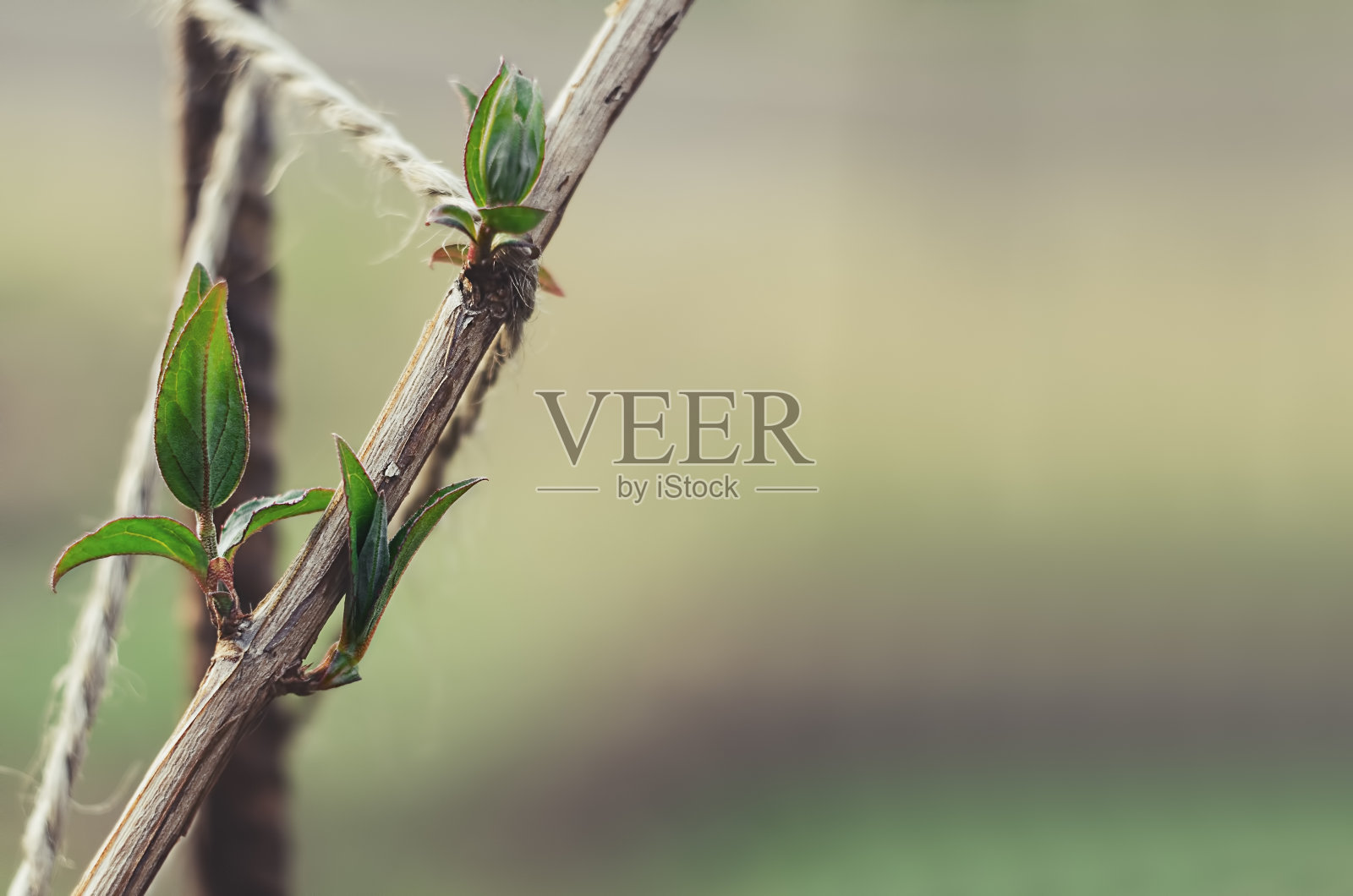 春天嫩绿的叶子在树枝上发芽照片摄影图片