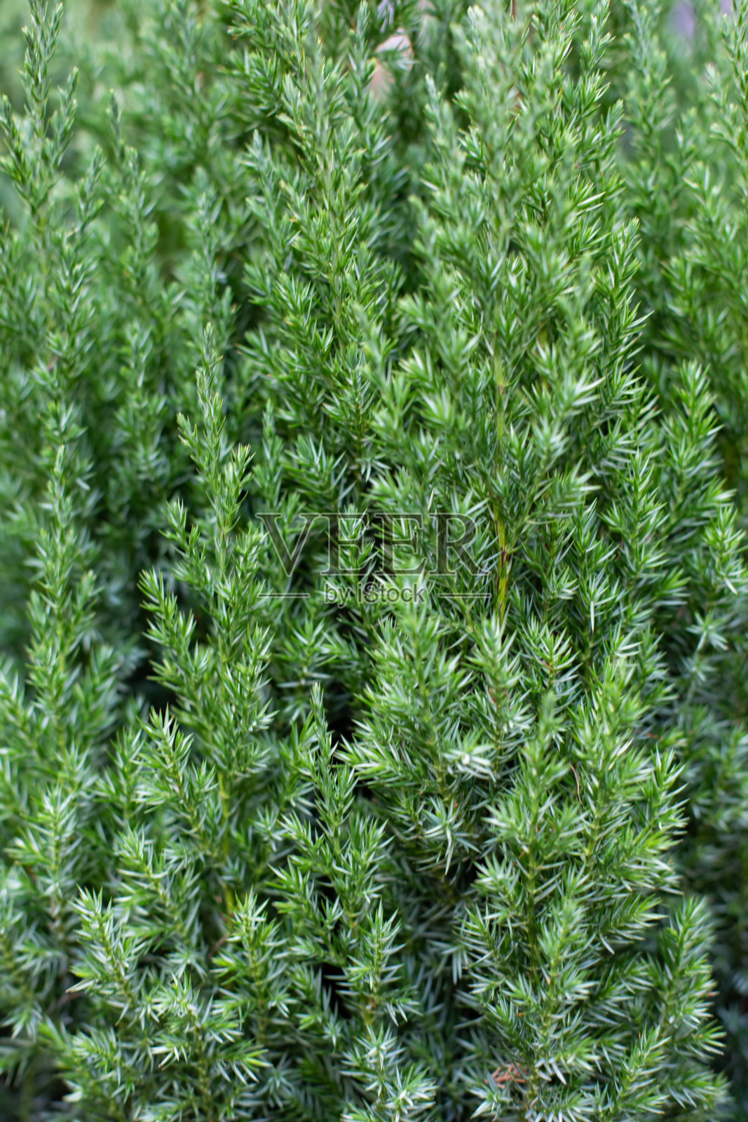 绿色背景的天然杜松针特写，纹理为设计照片摄影图片