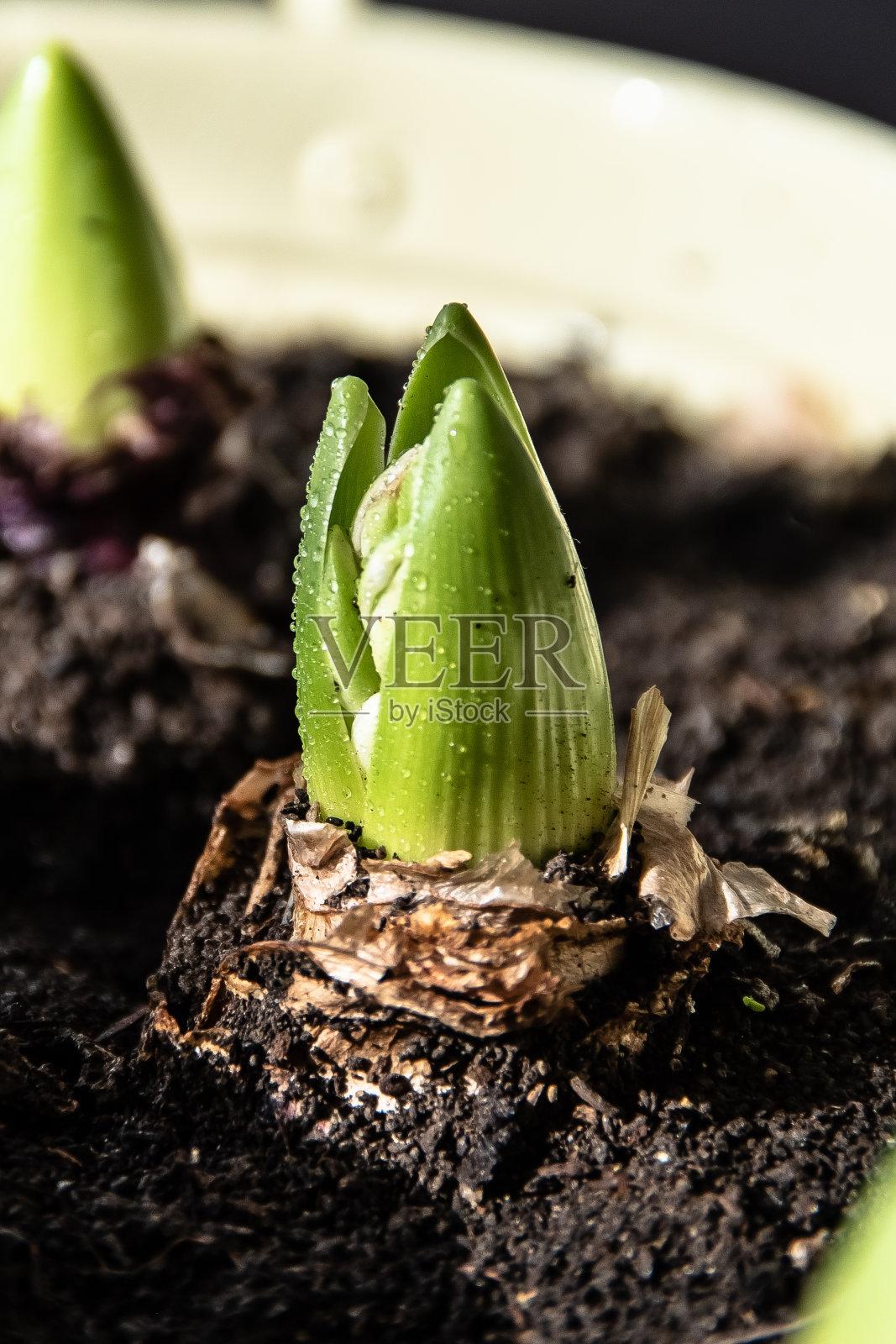 花盆中种植风信子球茎照片摄影图片