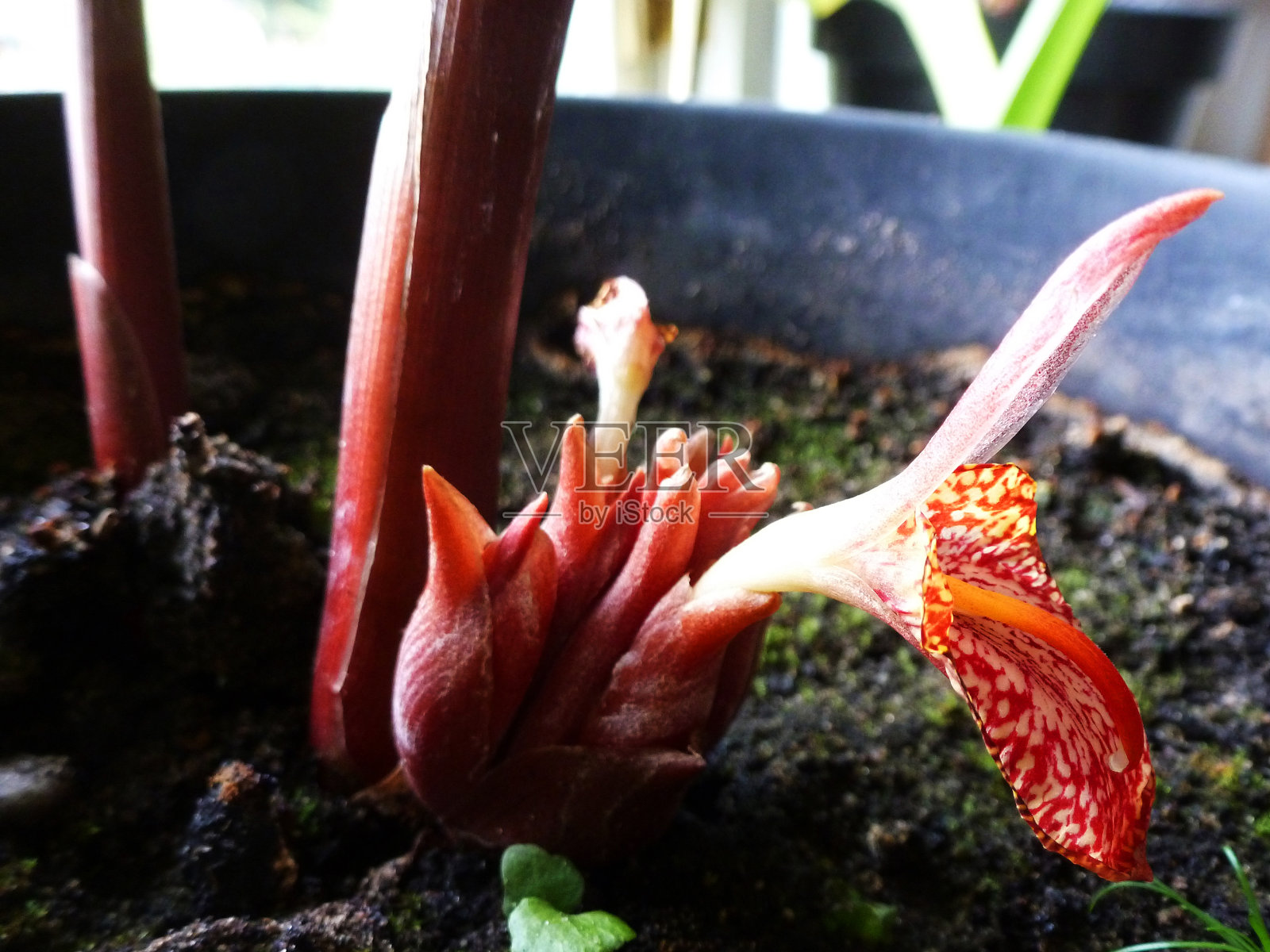 靠近孟加拉姜花(姜属鲁本斯)从喜马拉雅山照片摄影图片