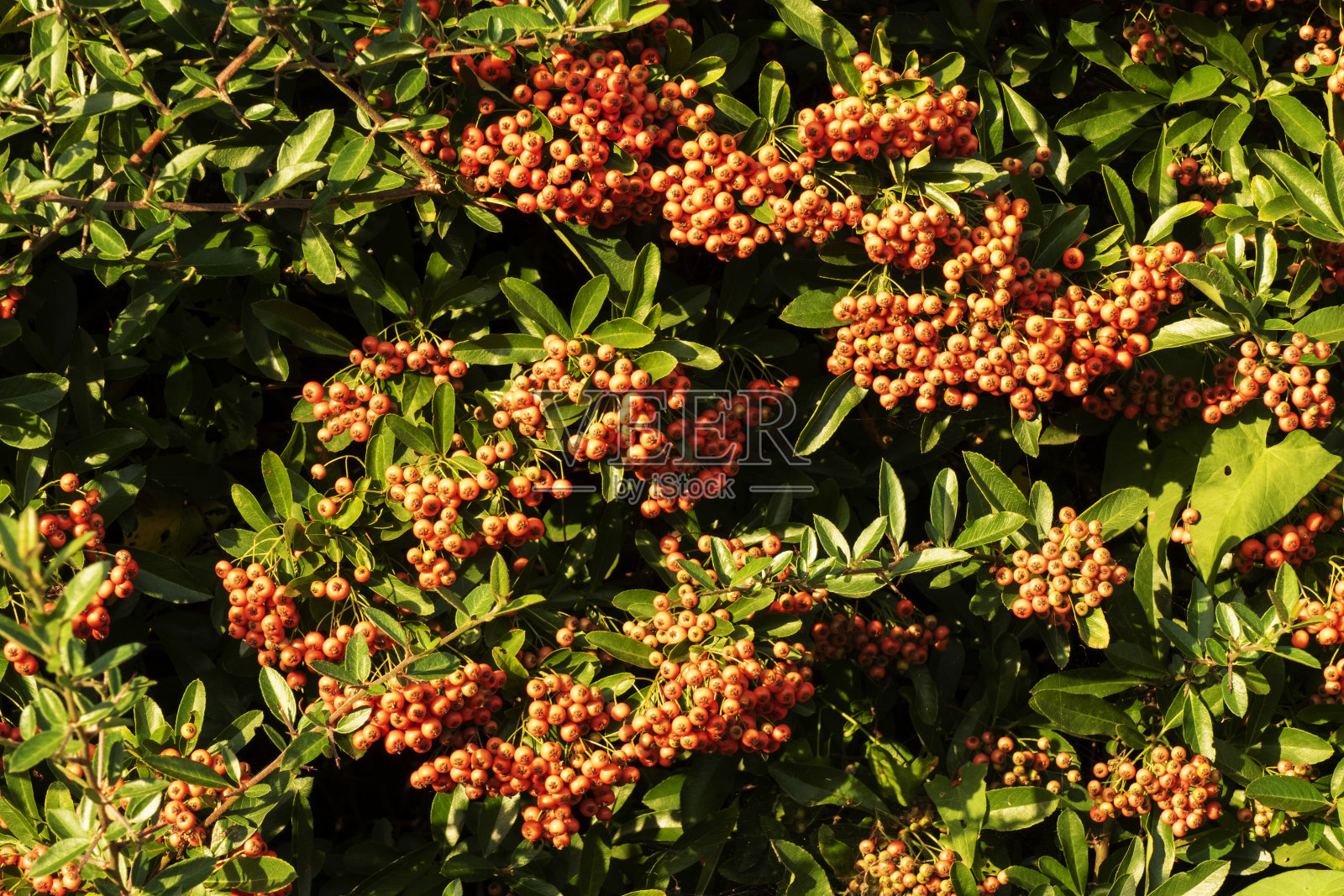 火棘橙莓墙(火棘)照片摄影图片