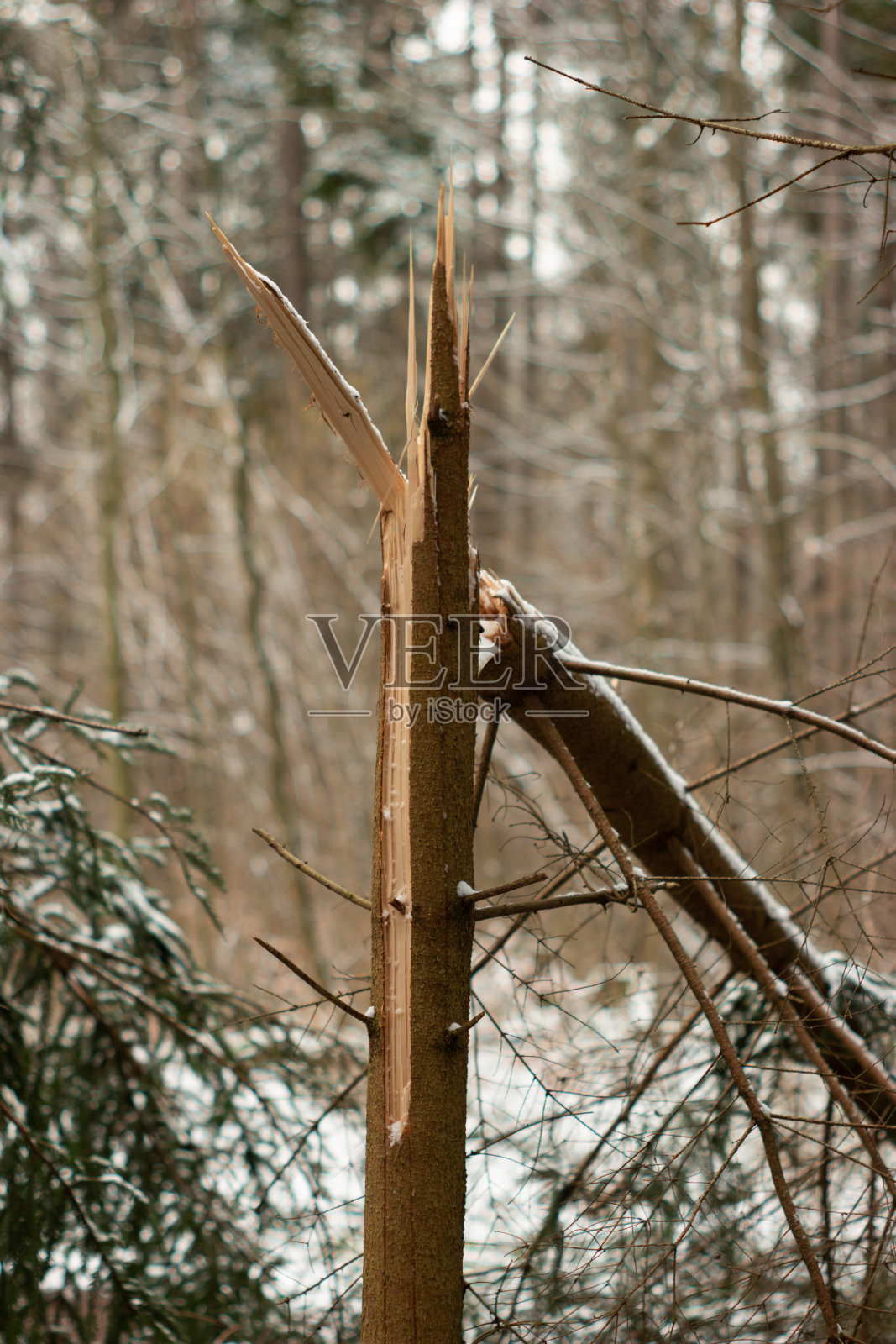在森林里，大雪把树干劈成两半，锋利的碎片照片摄影图片