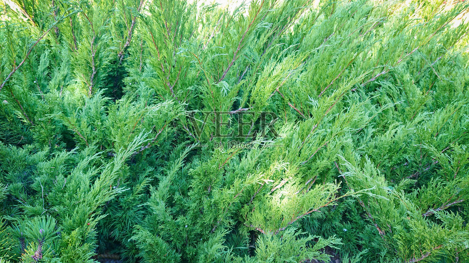 阳光下美丽的云杉枝照片摄影图片