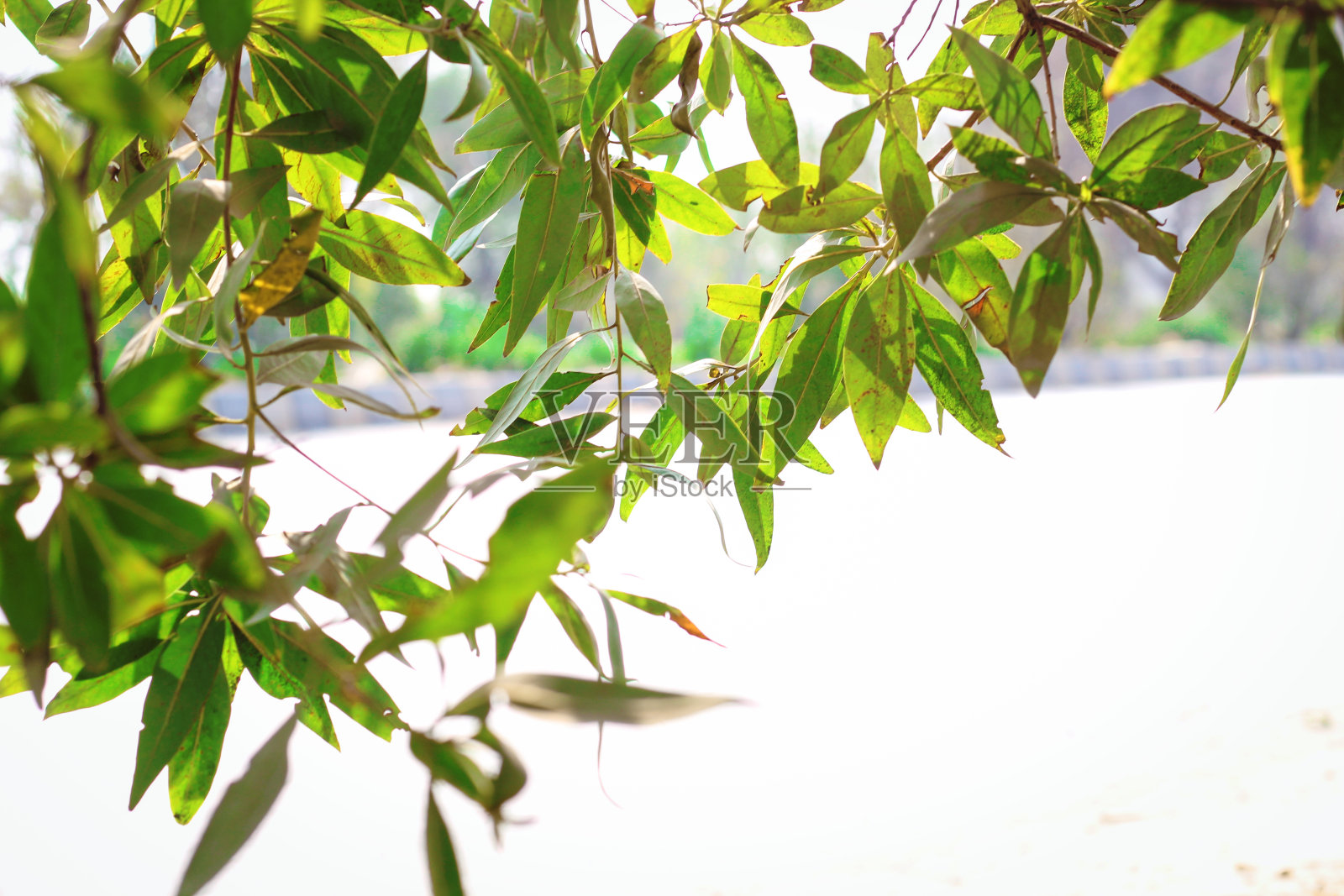 春天的树枝上长着新鲜的绿叶照片摄影图片