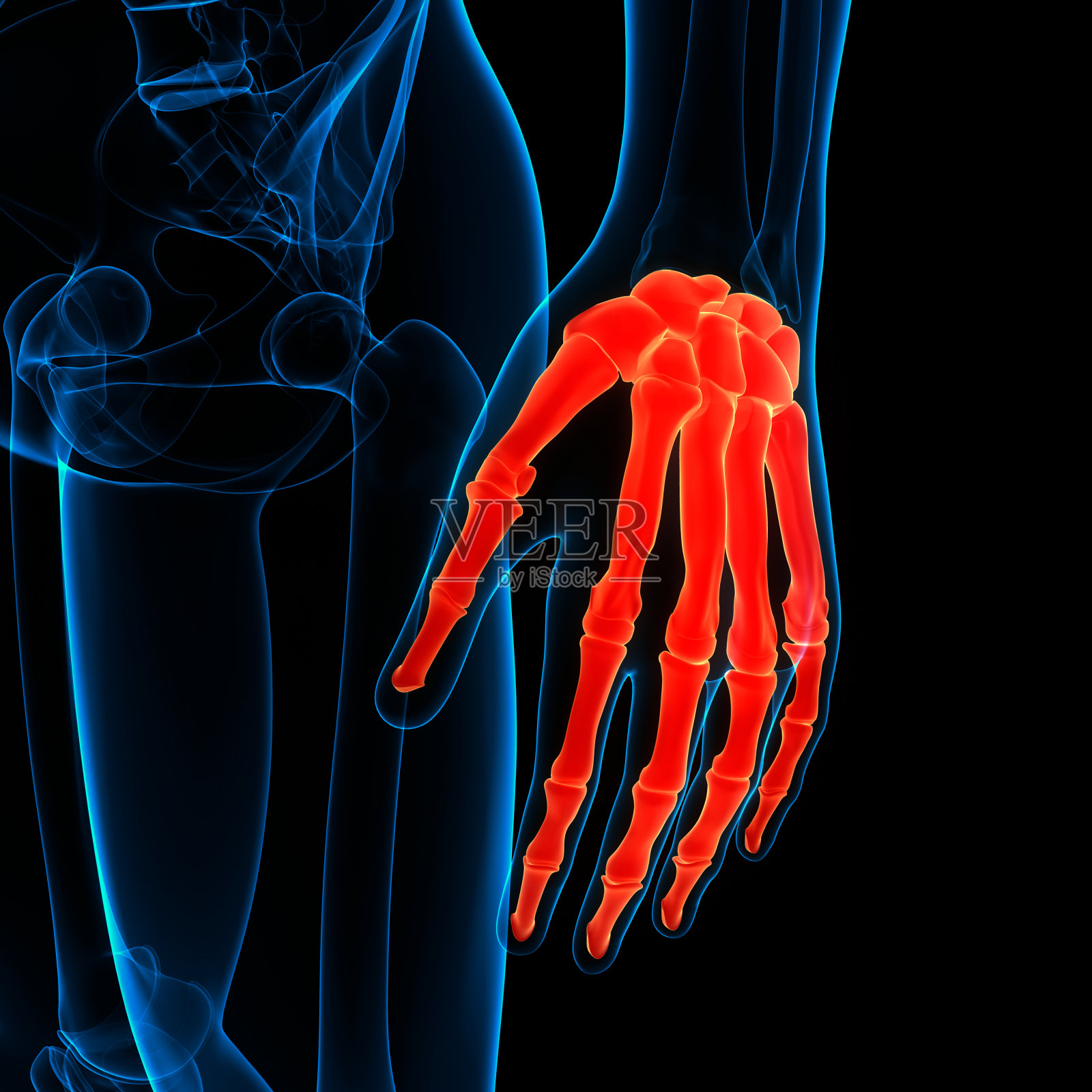 人体骨骼系统骨关节解剖学照片摄影图片