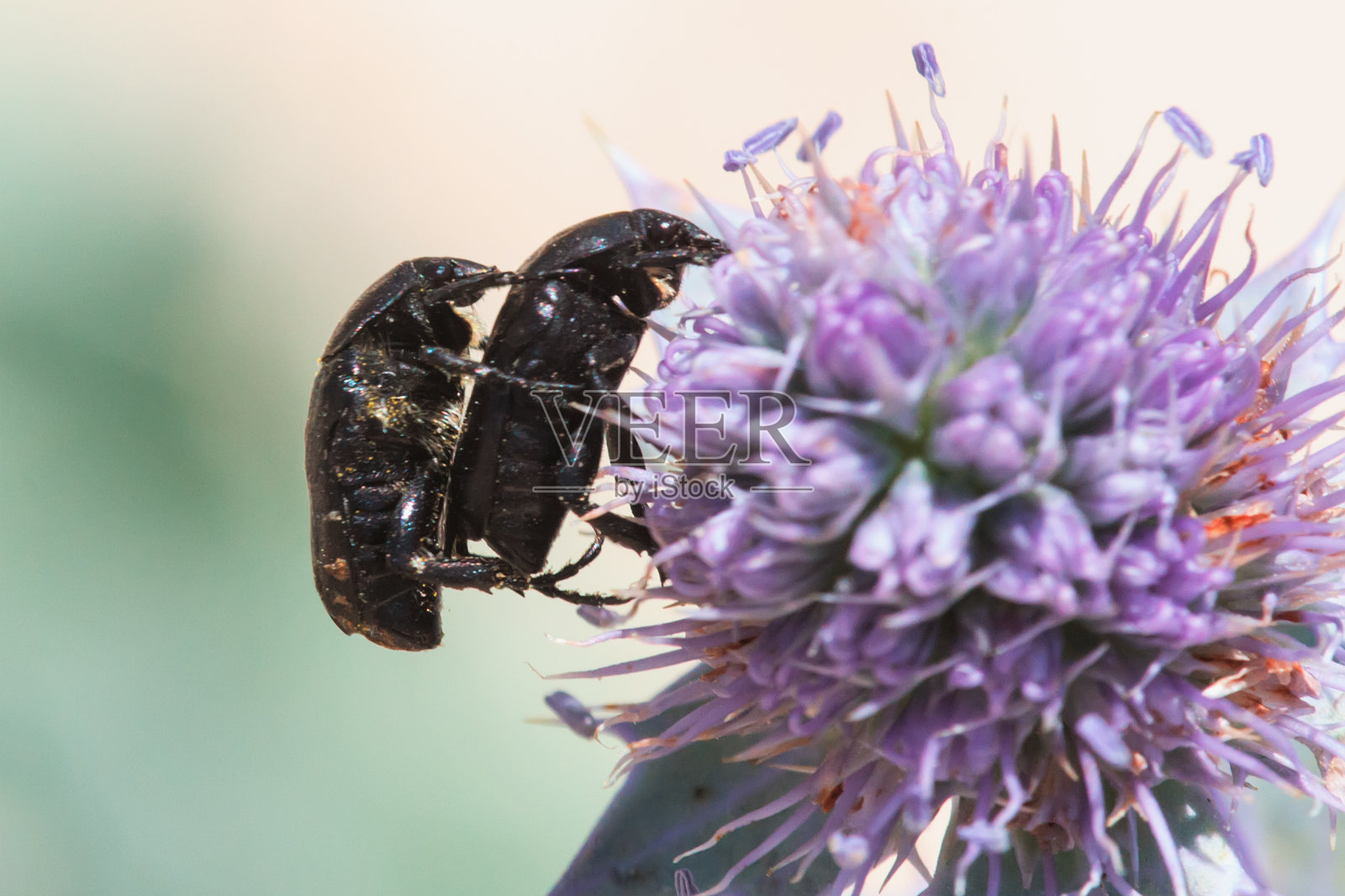 一对照片摄影图片