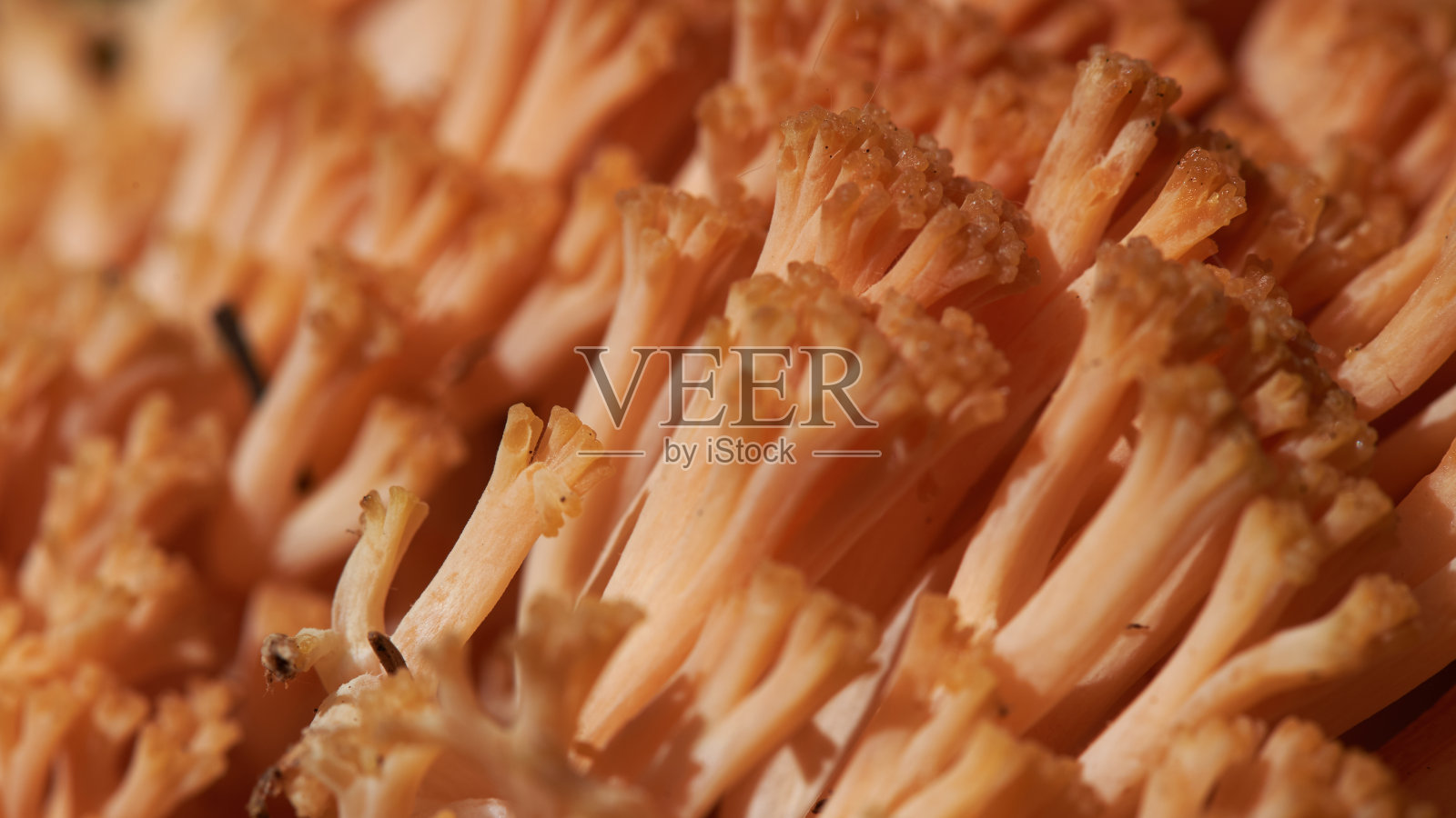 Ramaria Botrytis，俗称簇珊瑚、粉红尖珊瑚蘑菇或花椰菜珊瑚，是Gomfova科珊瑚真菌的一种可食用物种，照片摄影图片